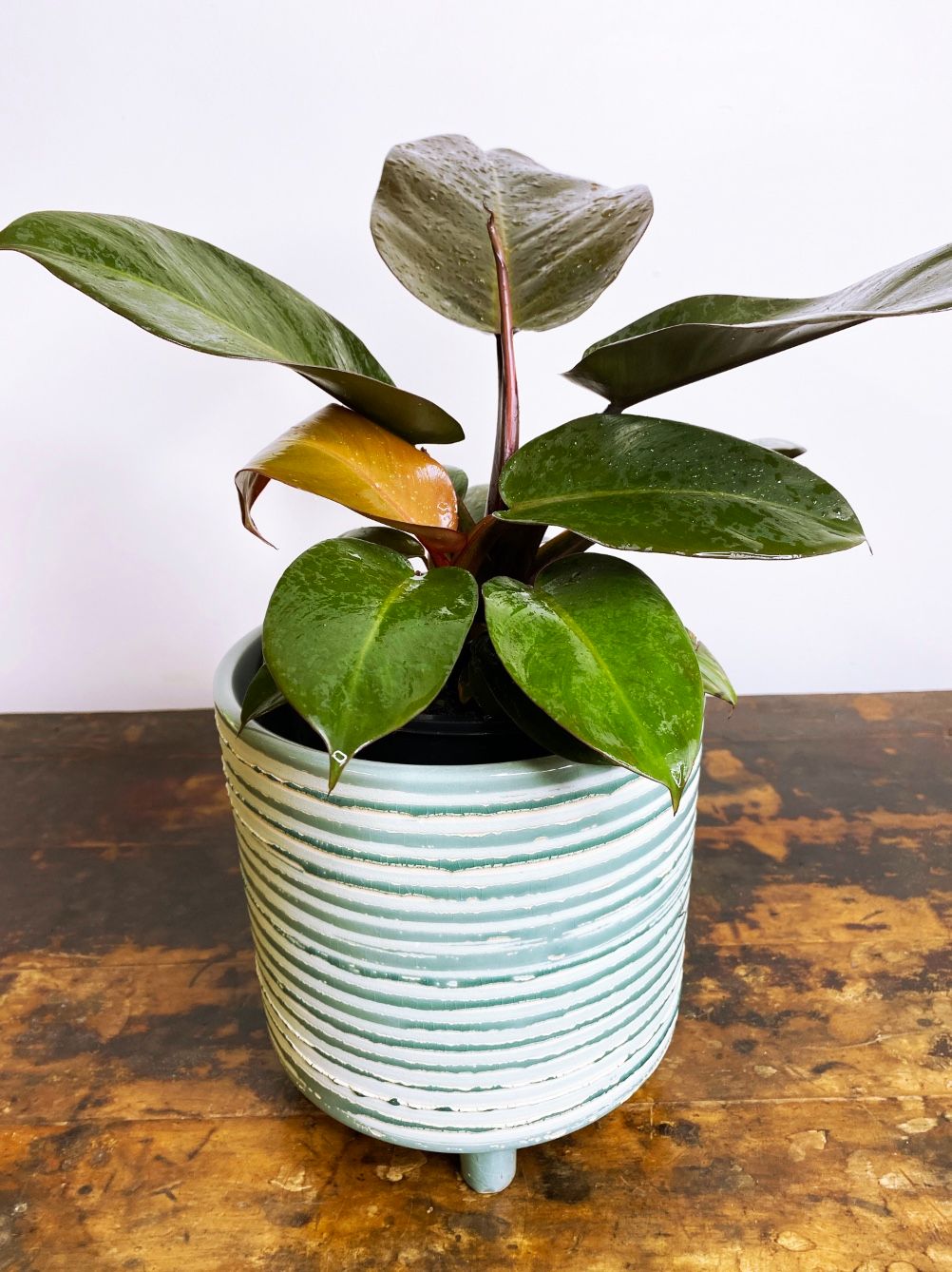 Philodendron Black Cardinal, photo 2