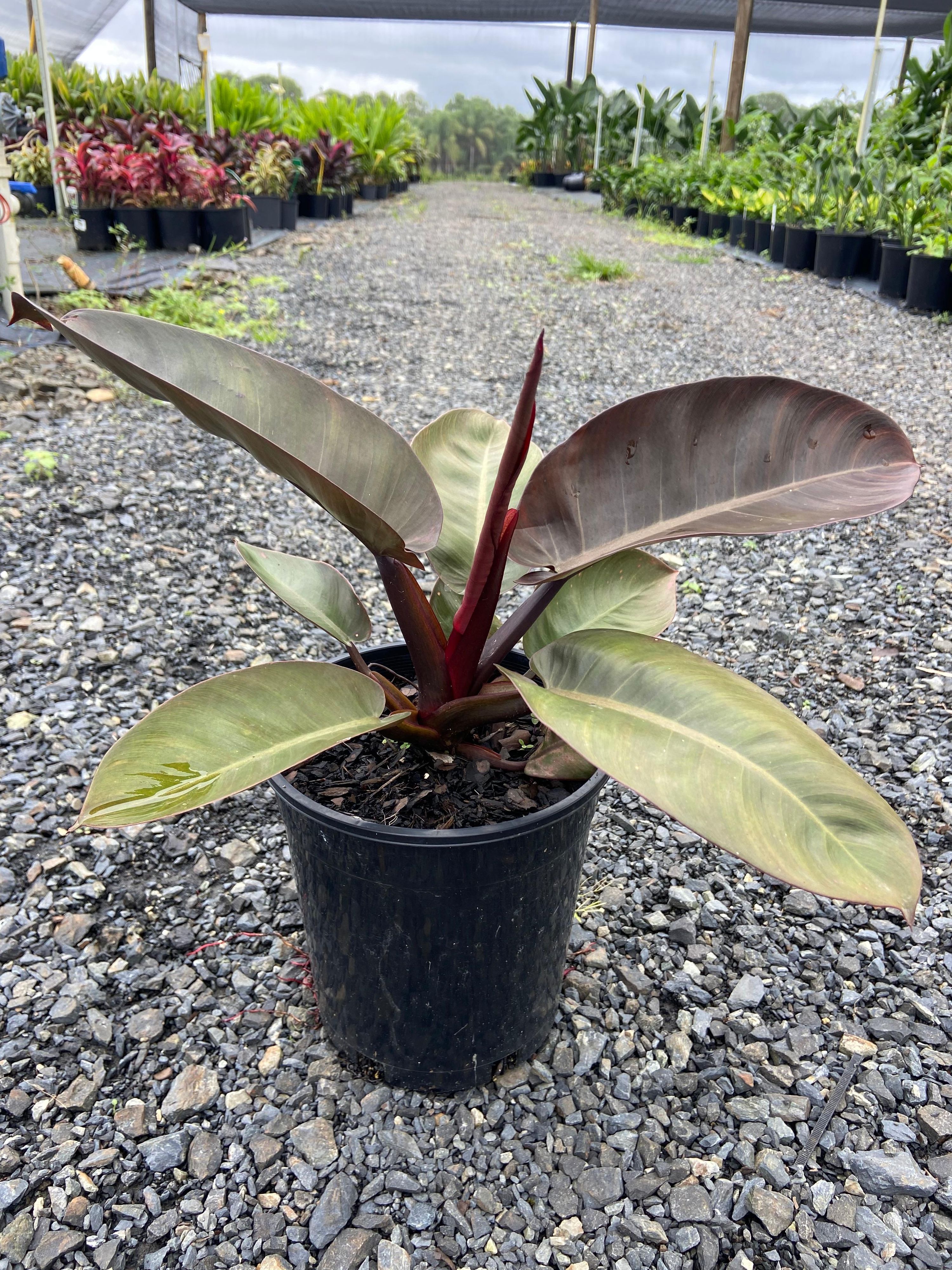 Philodendron Black Cardinal, photo 3