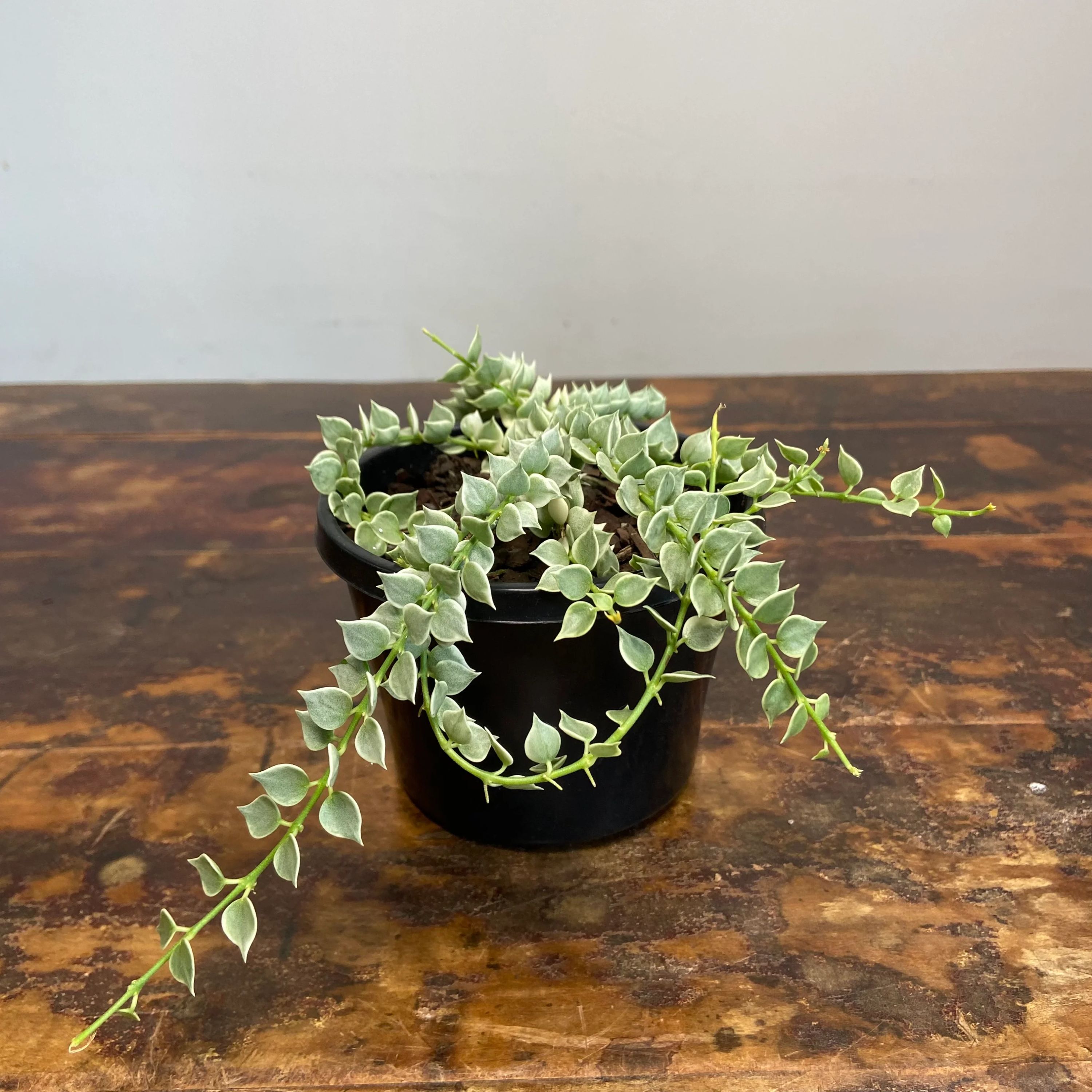 Dischidia ruscifolia Variegata grown at the nursery