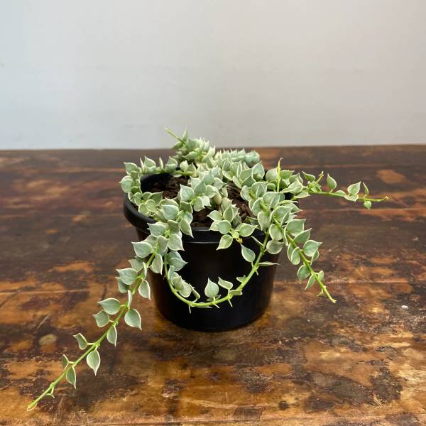 Dischidia ruscifolia Variegata, photo 3