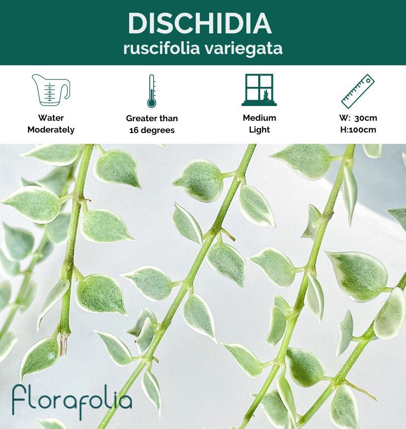 Dischidia ruscifolia Variegata, photo 6