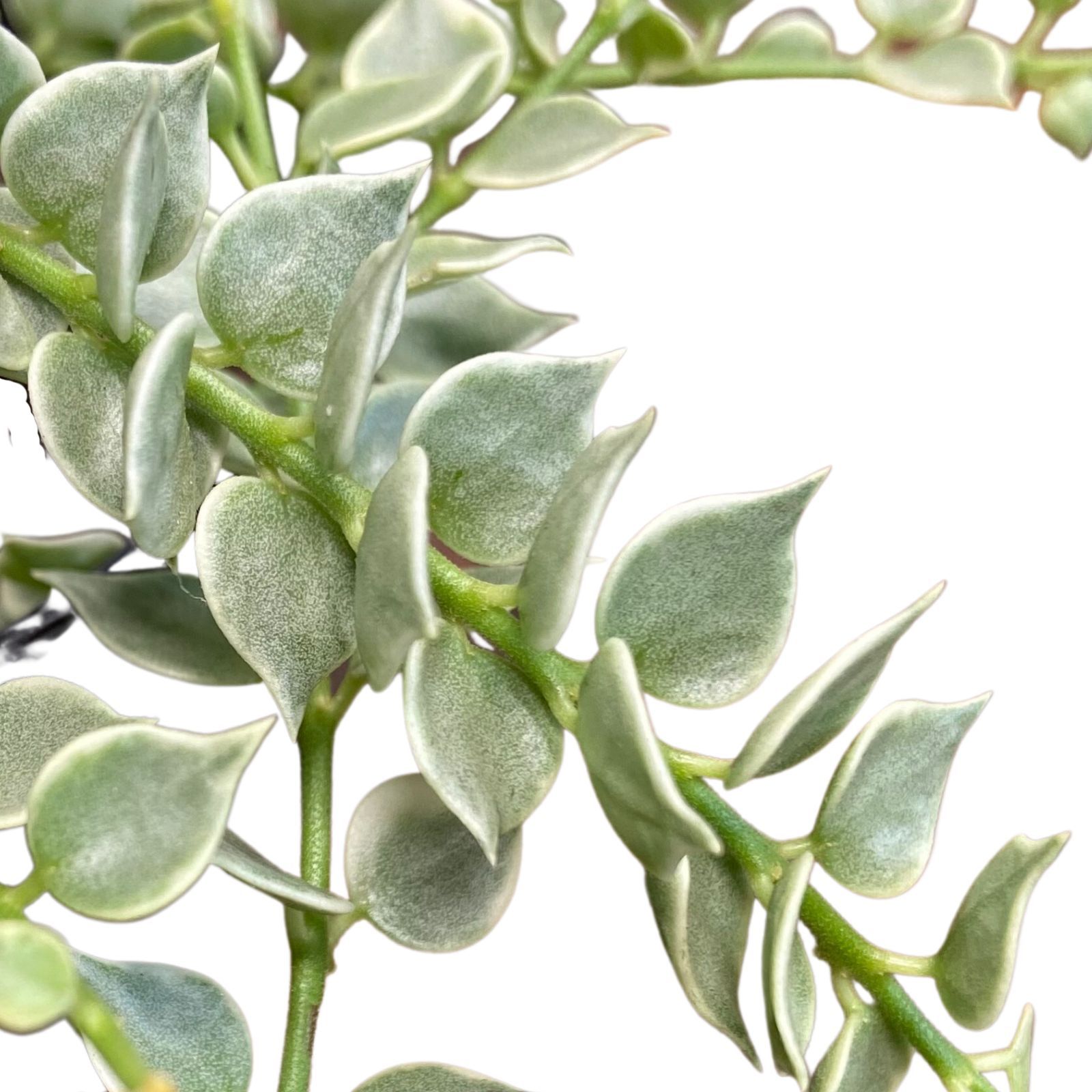 Dischidia ruscifolia Variegata, photo 2