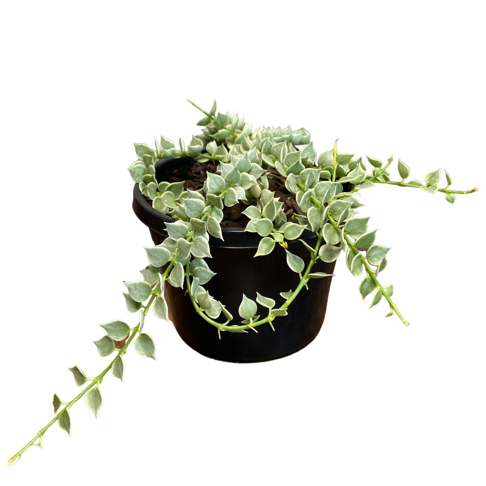 Dischidia ruscifolia Variegata, photo 3