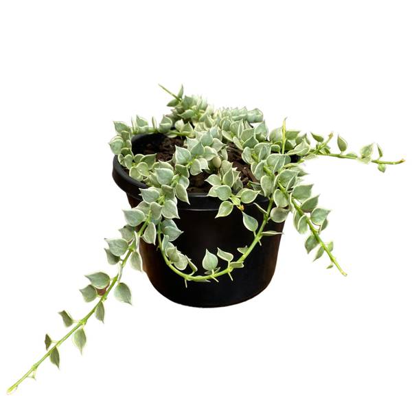 Dischidia ruscifolia Variegata, photo 3