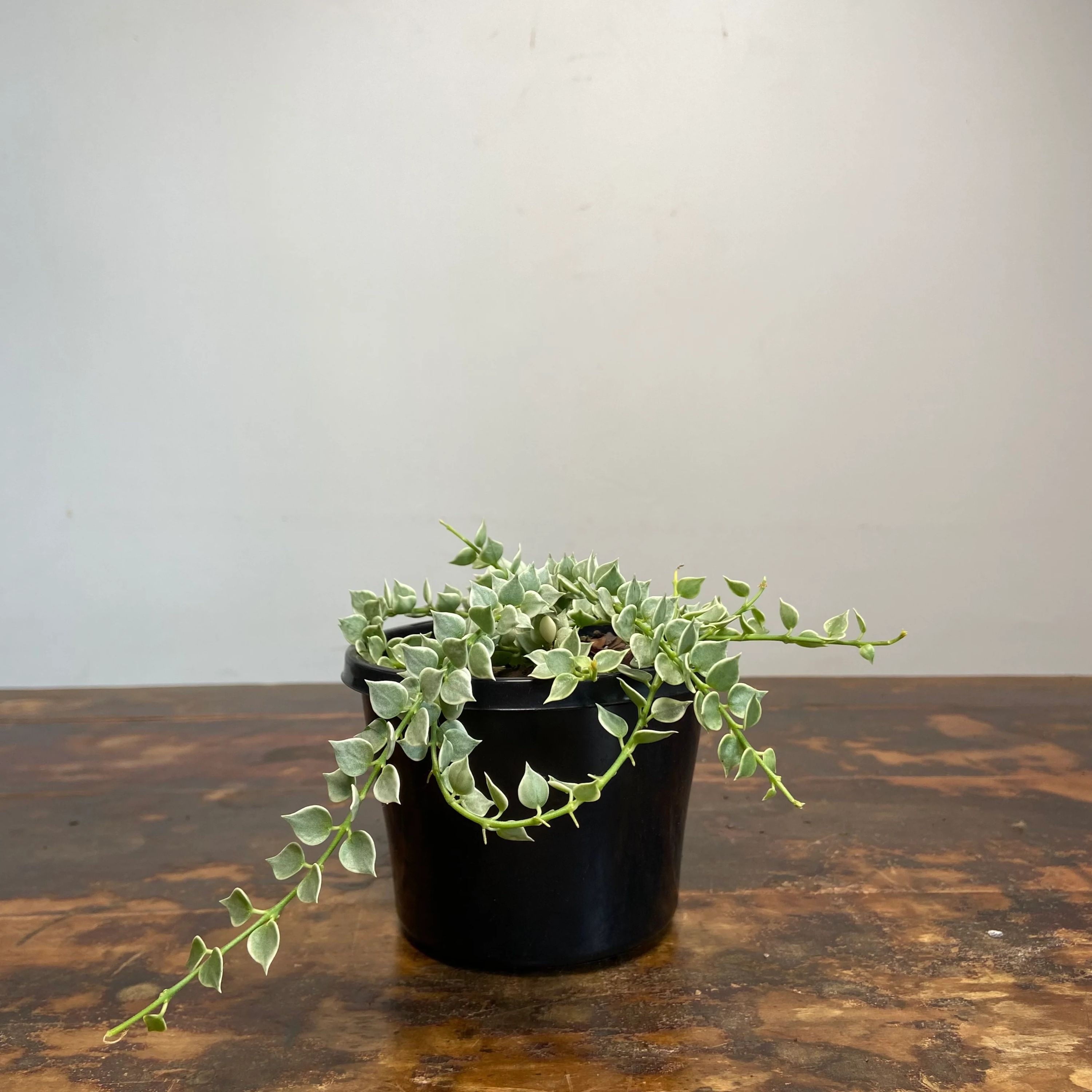 Dischidia ruscifolia Variegata, photo 5