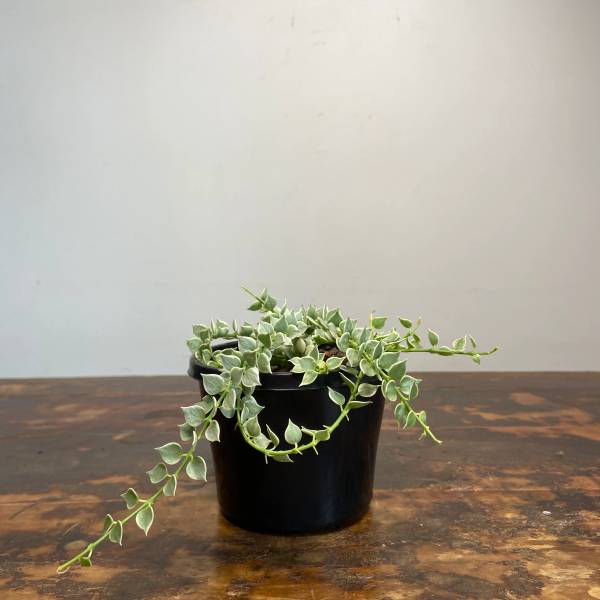 Dischidia ruscifolia Variegata, photo 5