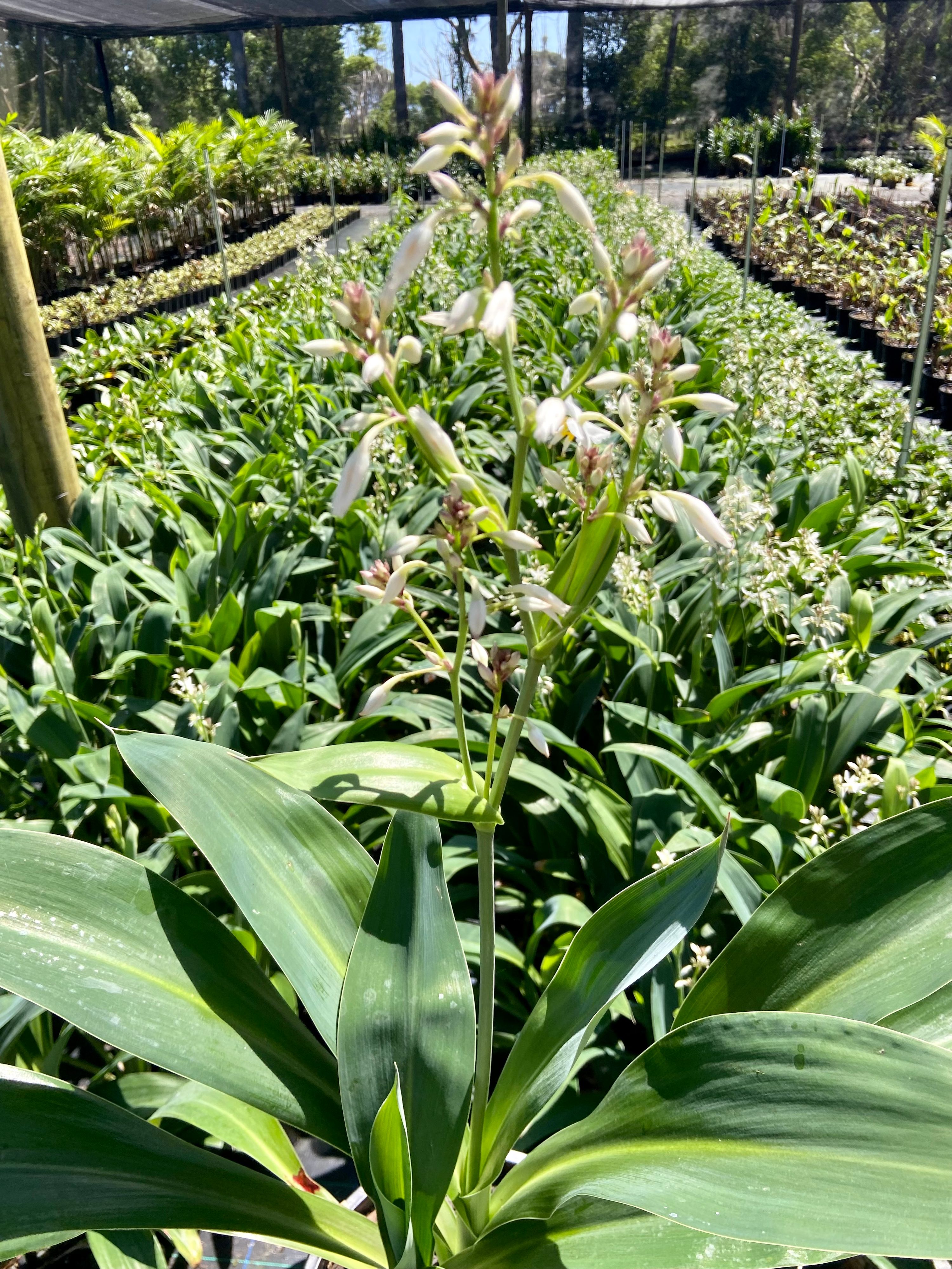 Arthropodium cirratum grown at the nursery