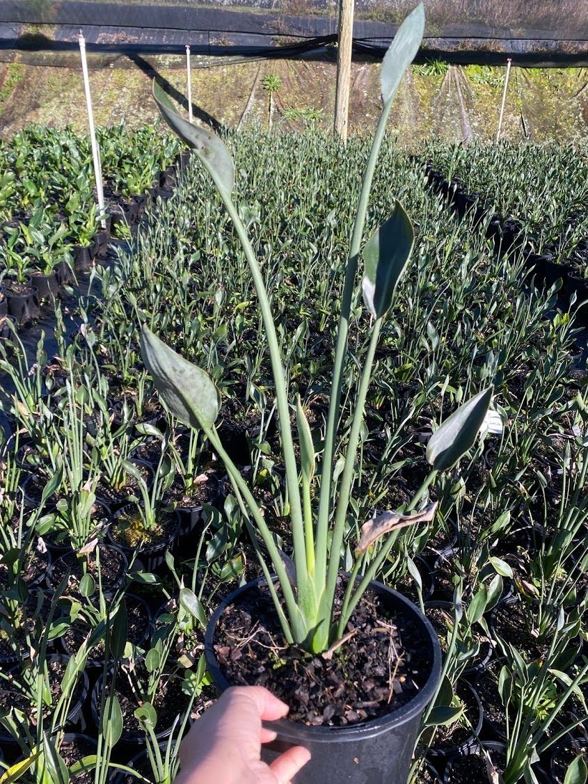 Strelitzia parvifolia var juncea grown at the nursery