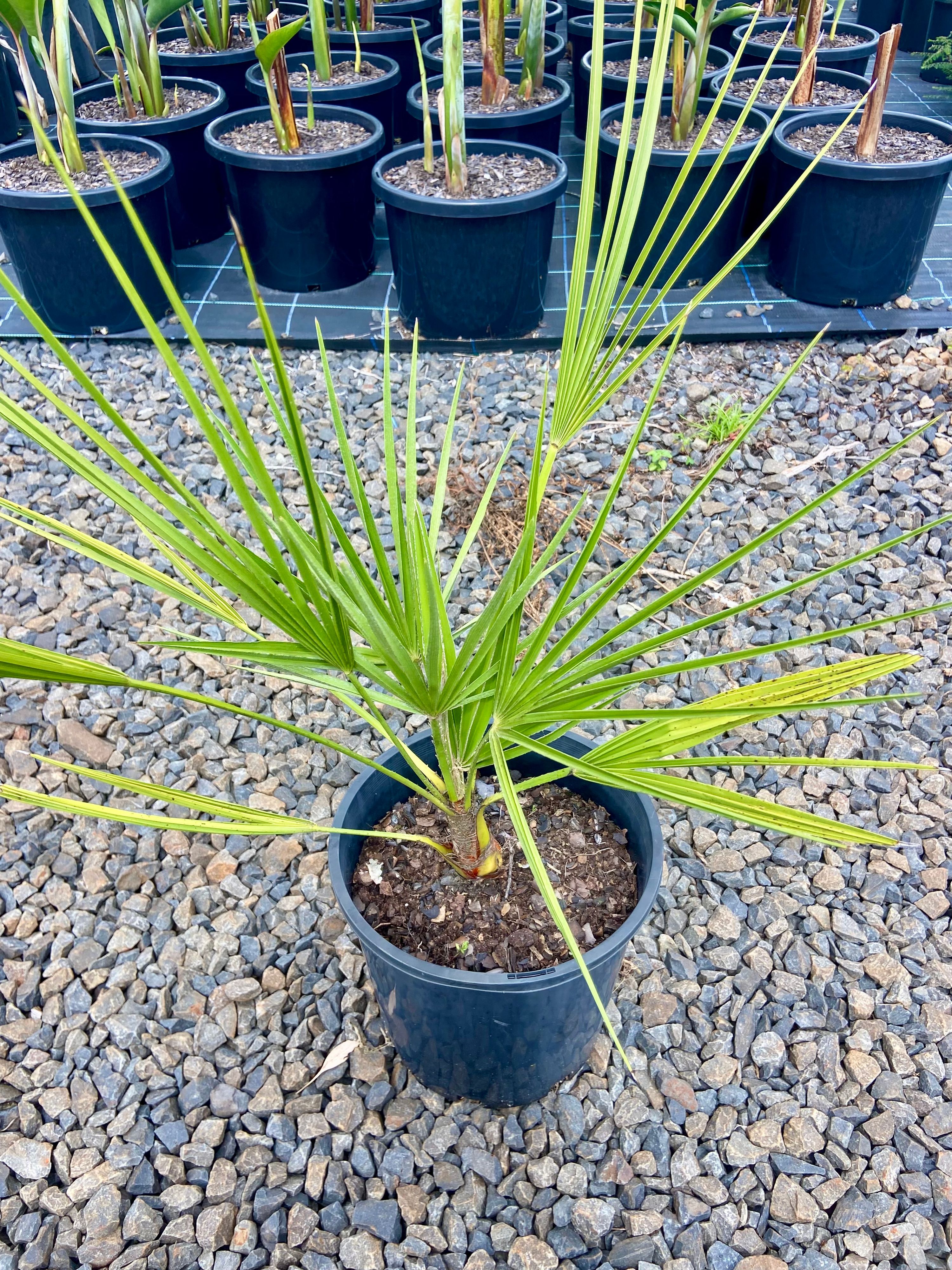 Chamaerops humilis, photo 2