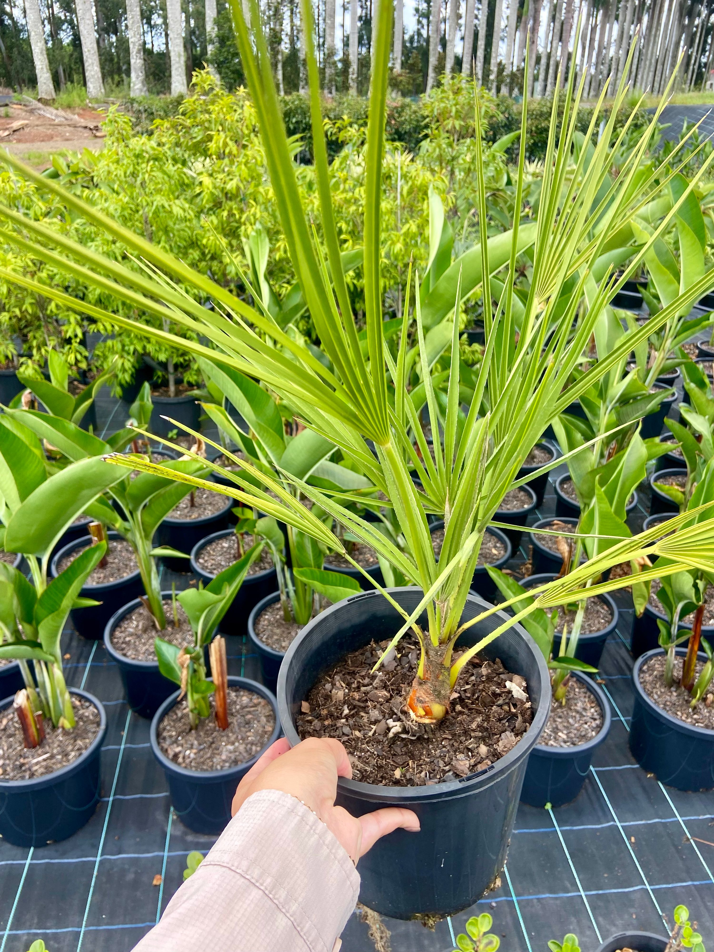Chamaerops humilis grown at the nursery