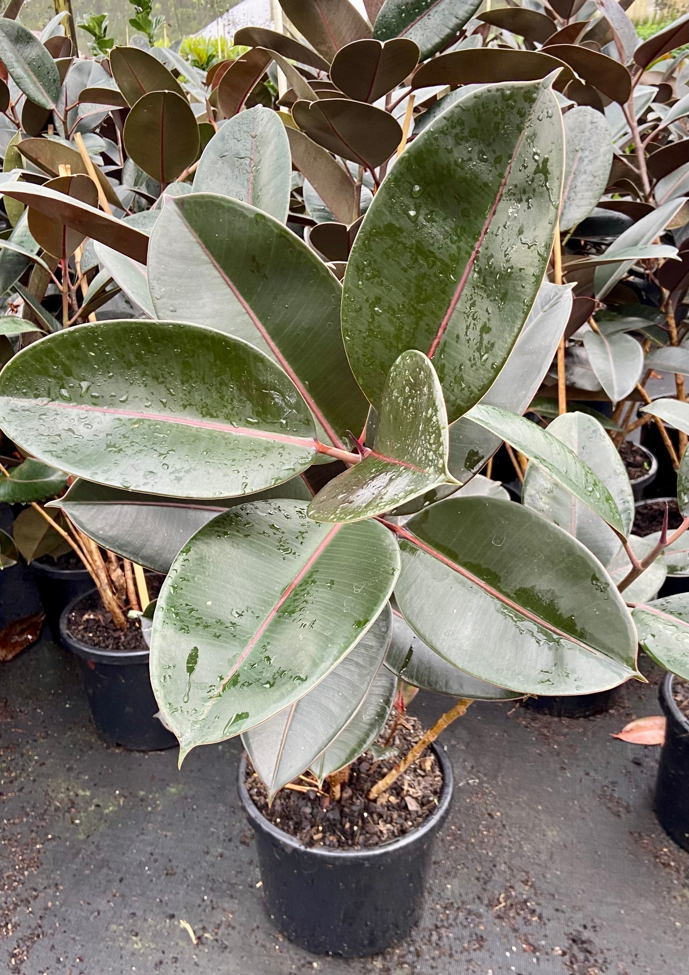 Ficus elastica Burgundy grown at the nursery
