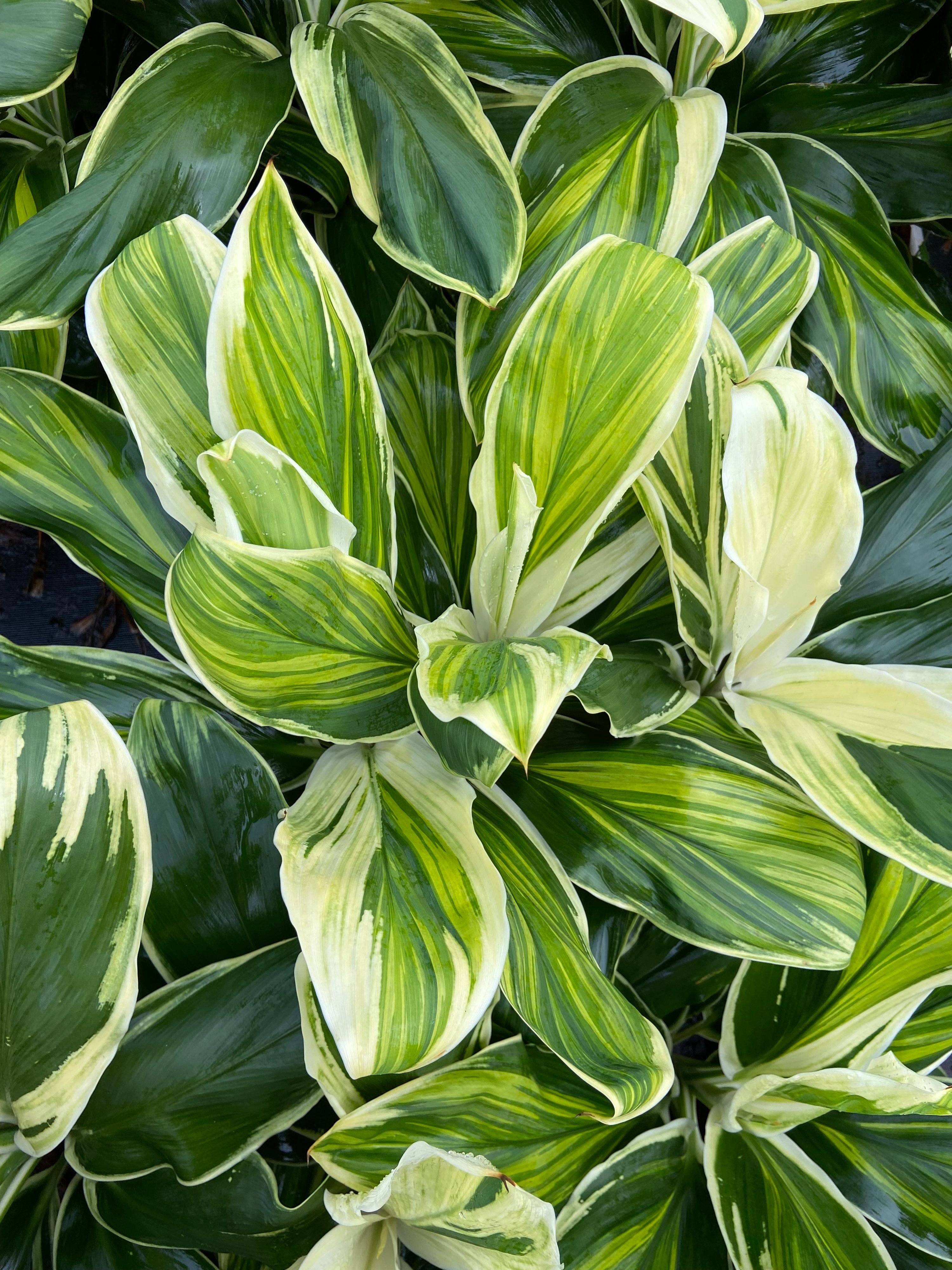 Cordyline fruticosa Tropic Snow grown at the nursery
