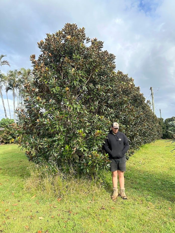 Magnolia grandiflora Little Gem grown at the nursery