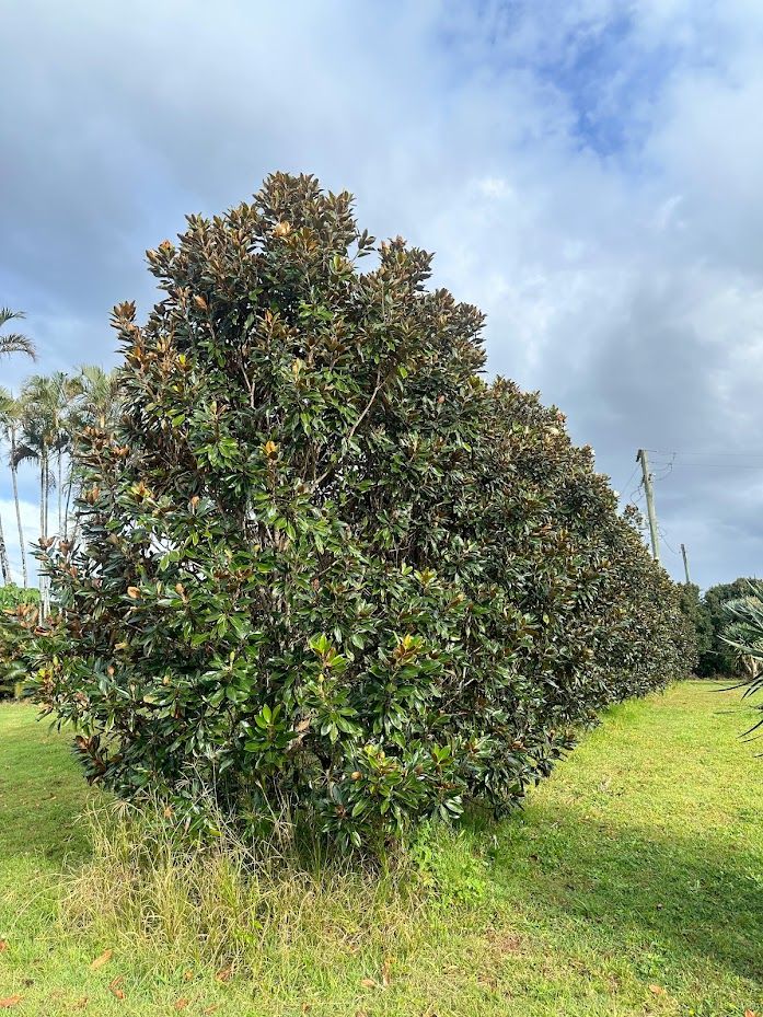 Magnolia grandiflora Little Gem, photo 2