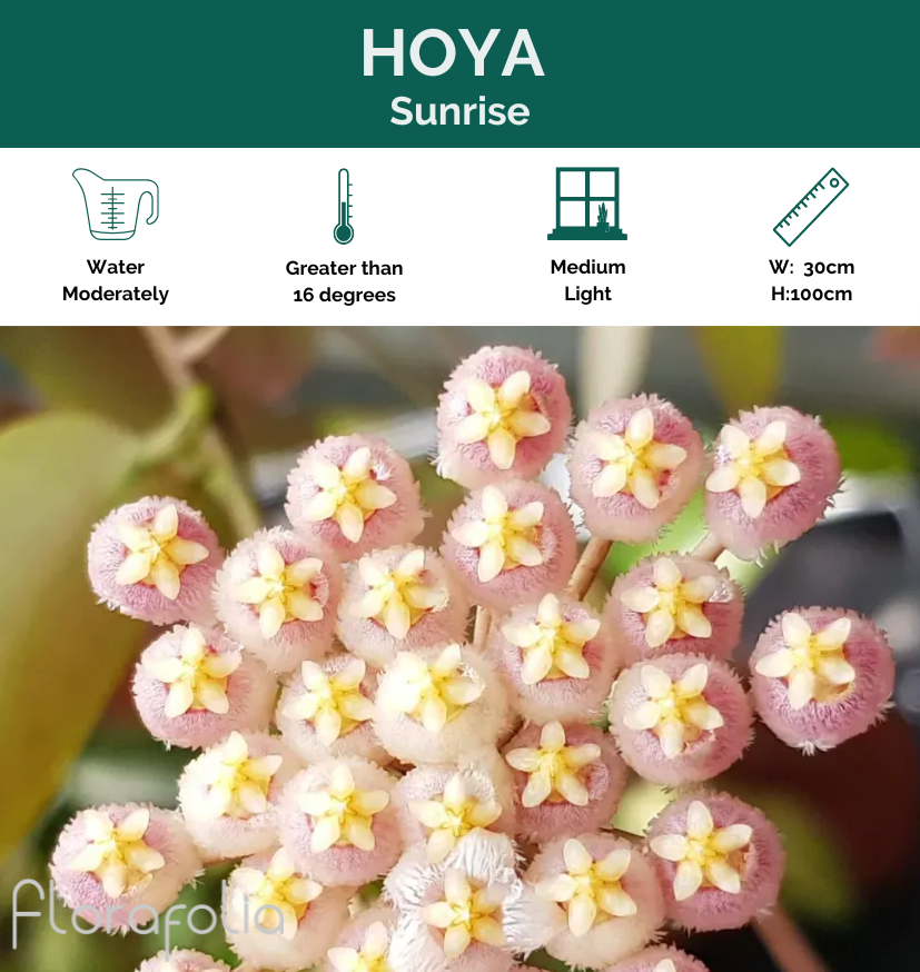 Hoya Sunrise, photo 2