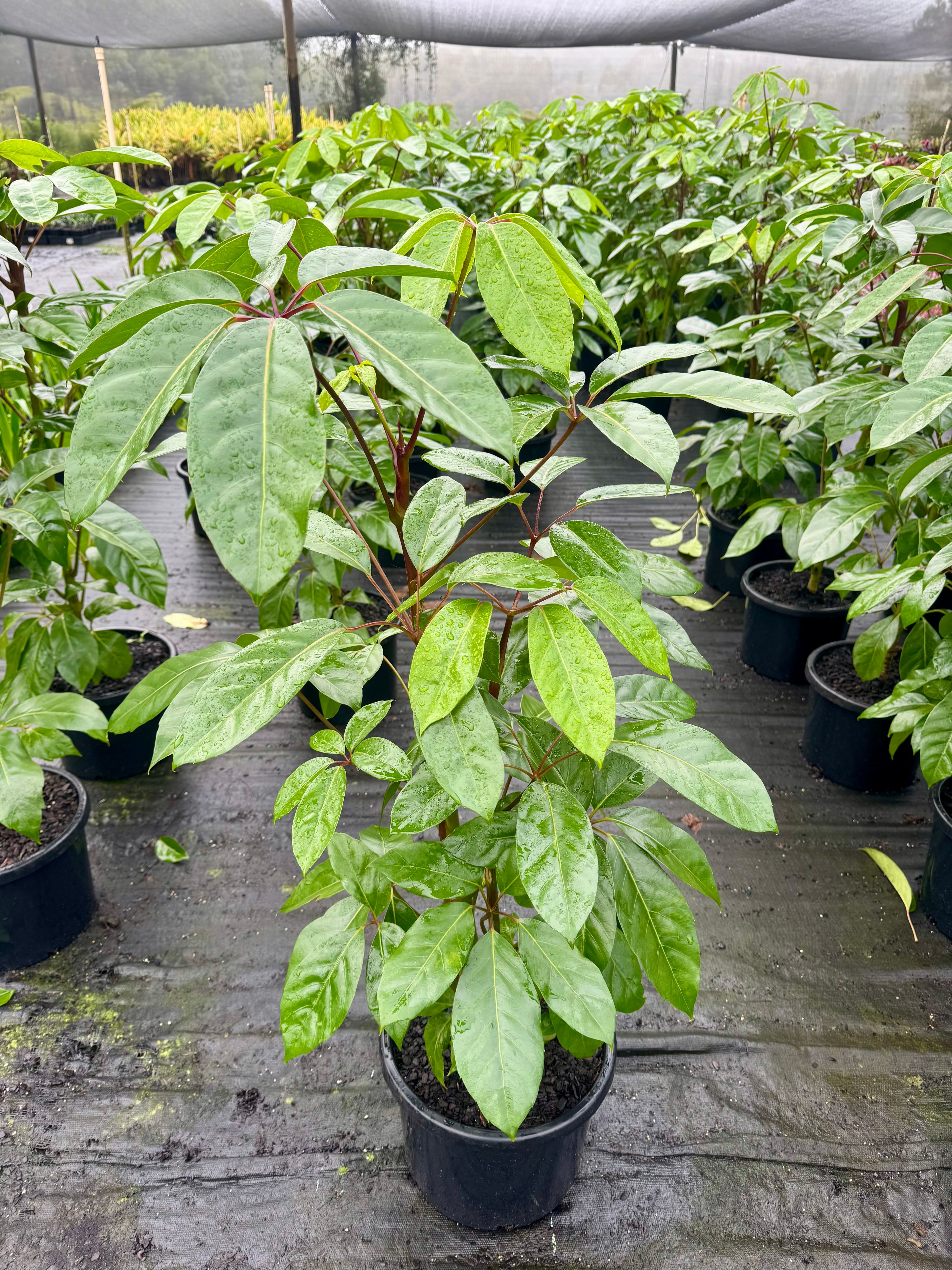 Schefflera actinophylla Amate, photo 3
