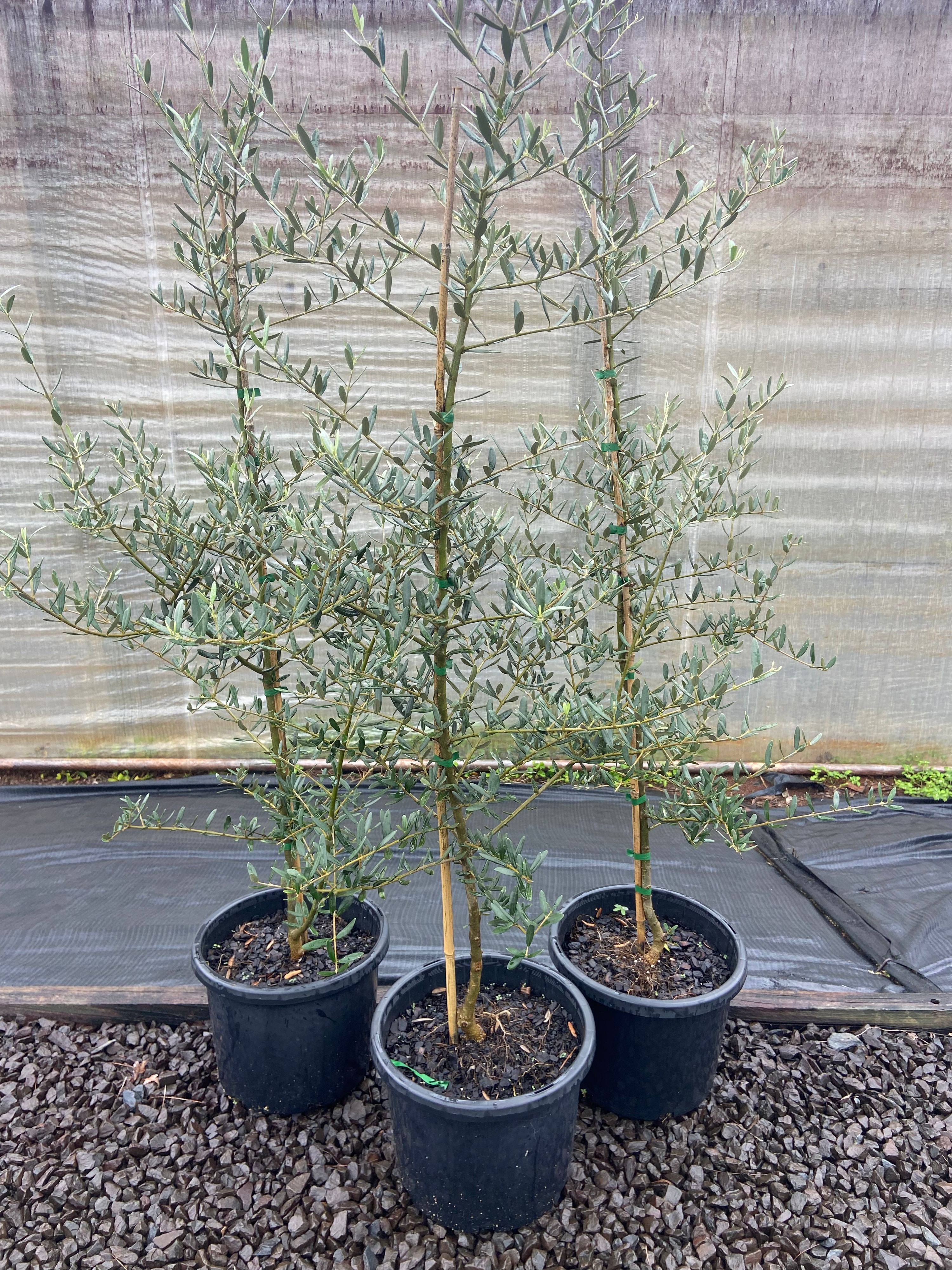Olea europea Tolleys Upright grown at the nursery