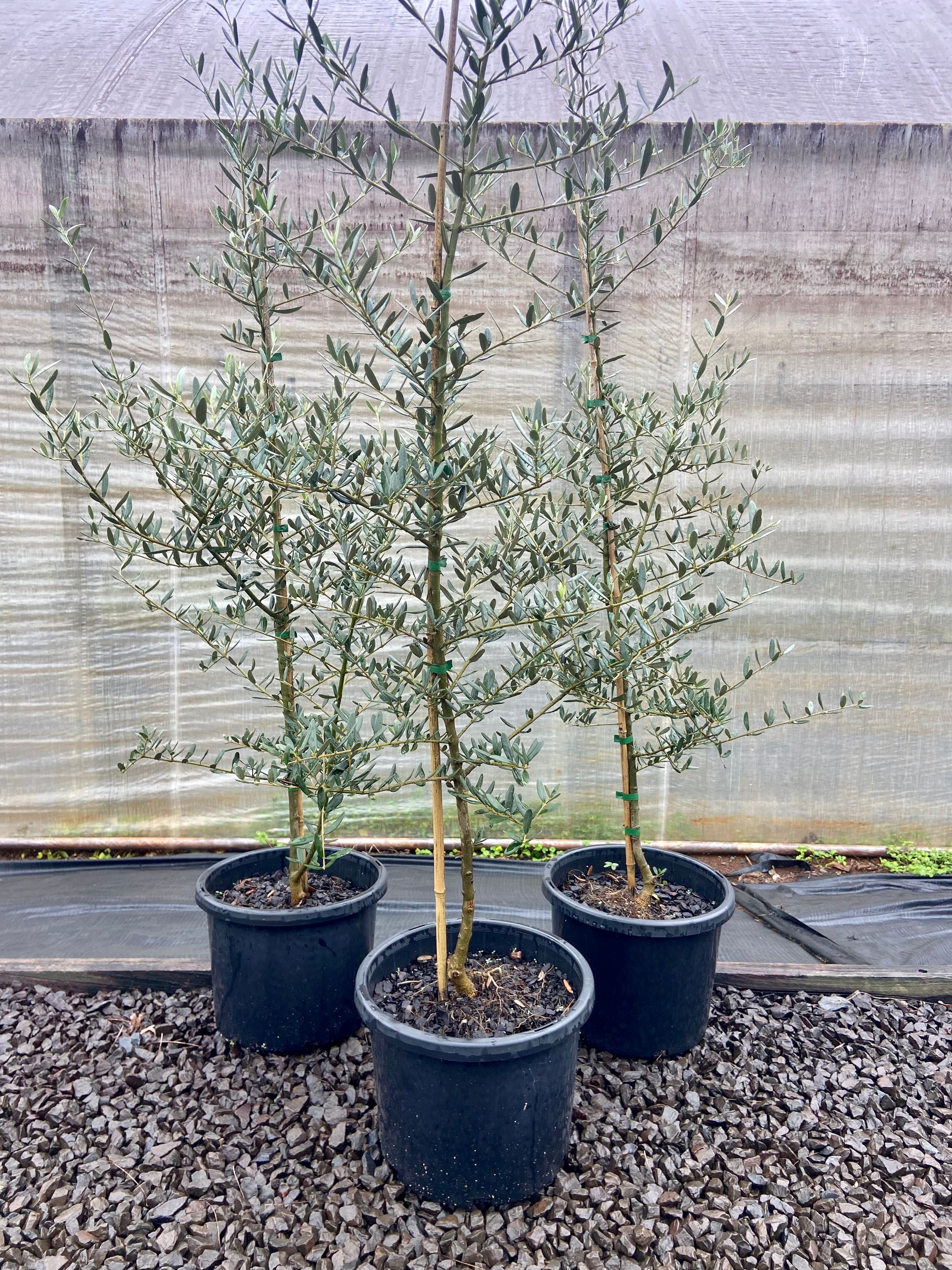 Olea europea Tolleys Upright, photo 2