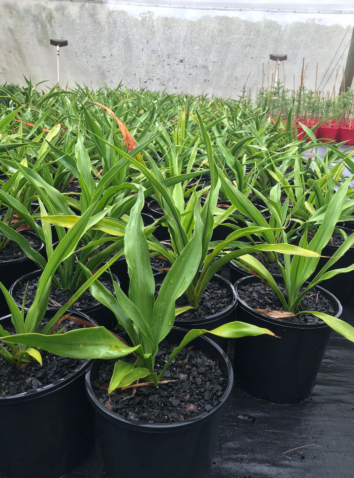 Doryanthes excelsa grown at the nursery
