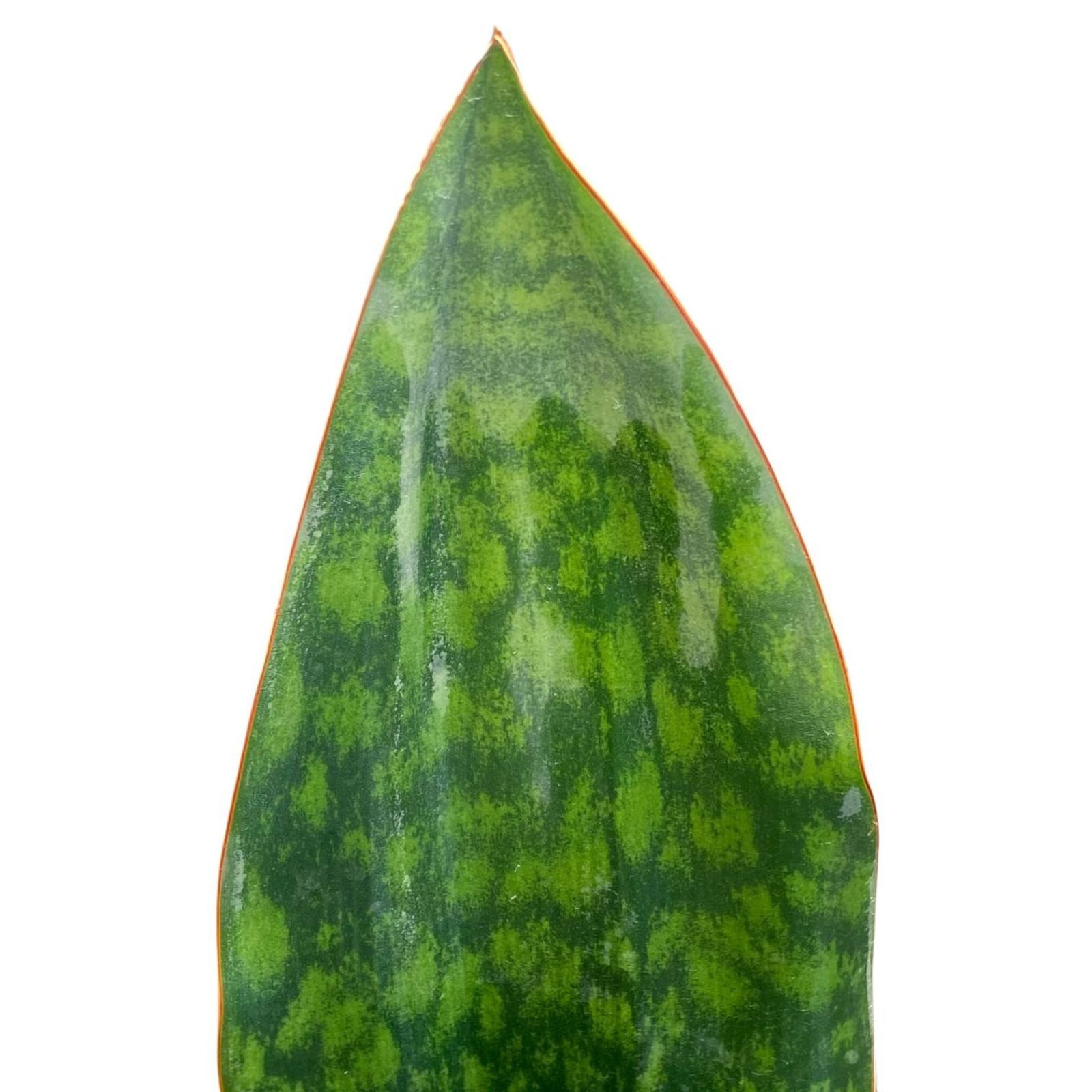 Sansevieria masoniana grown at the nursery