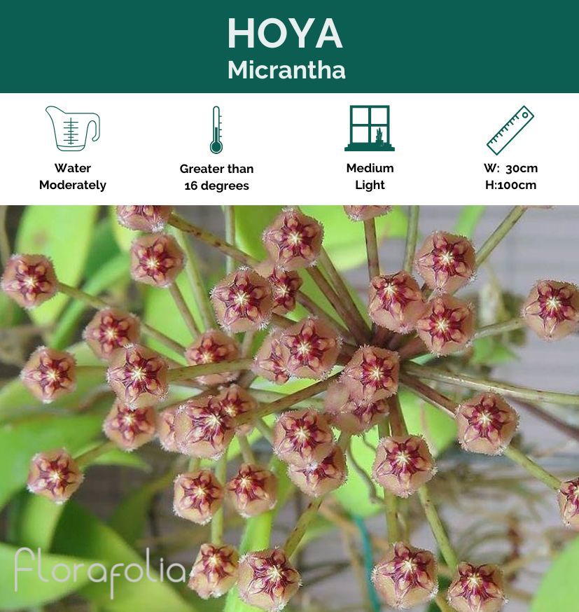 Hoya micrantha, photo 2