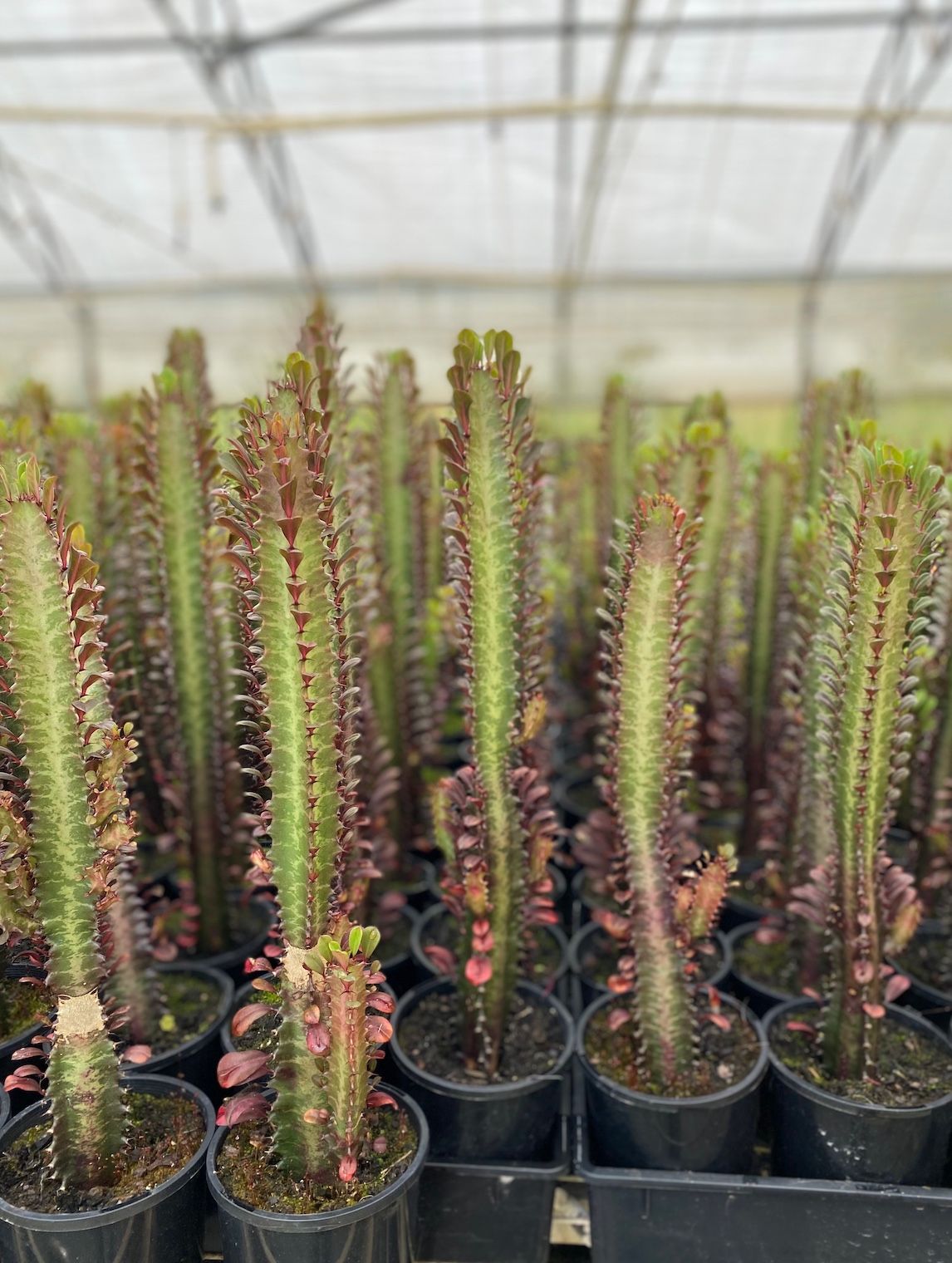 Euphorbia trigona Mixed, photo 3