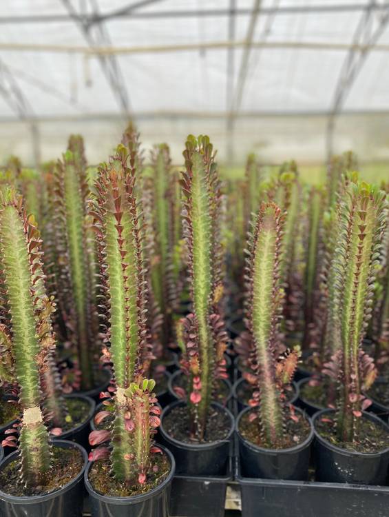 Euphorbia trigona Mixed, photo 4