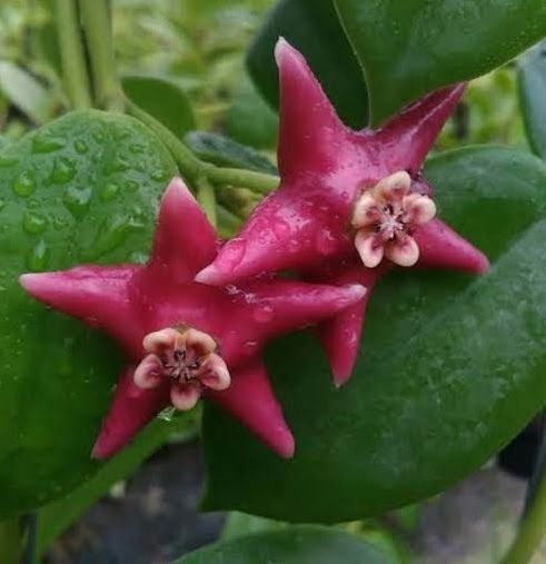 Hoya coronaria Red grown at the nursery