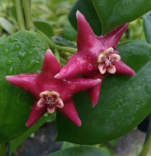 Hoya coronaria Red, photo 4