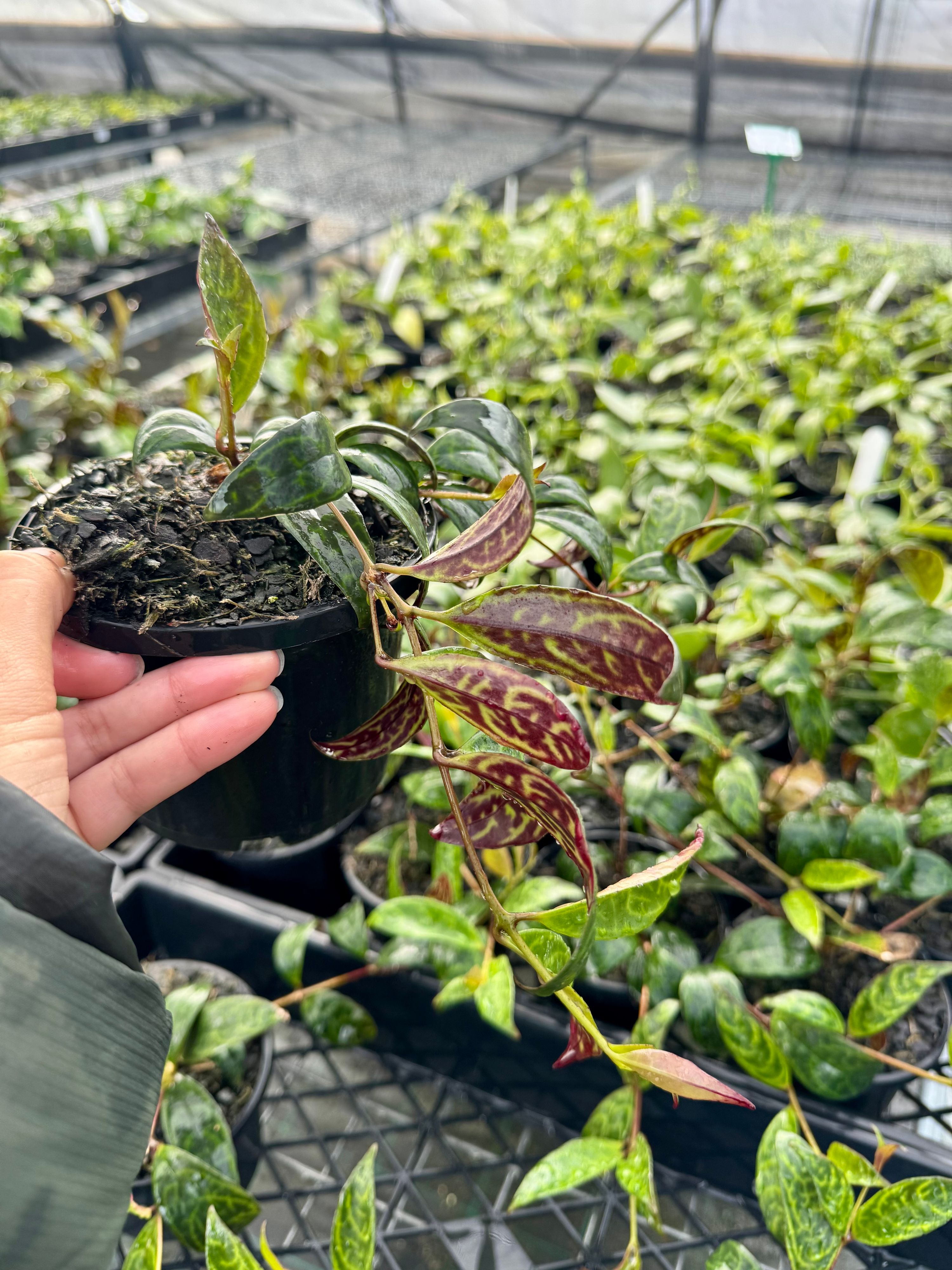 Aeschyanthus marmoratus grown at the nursery