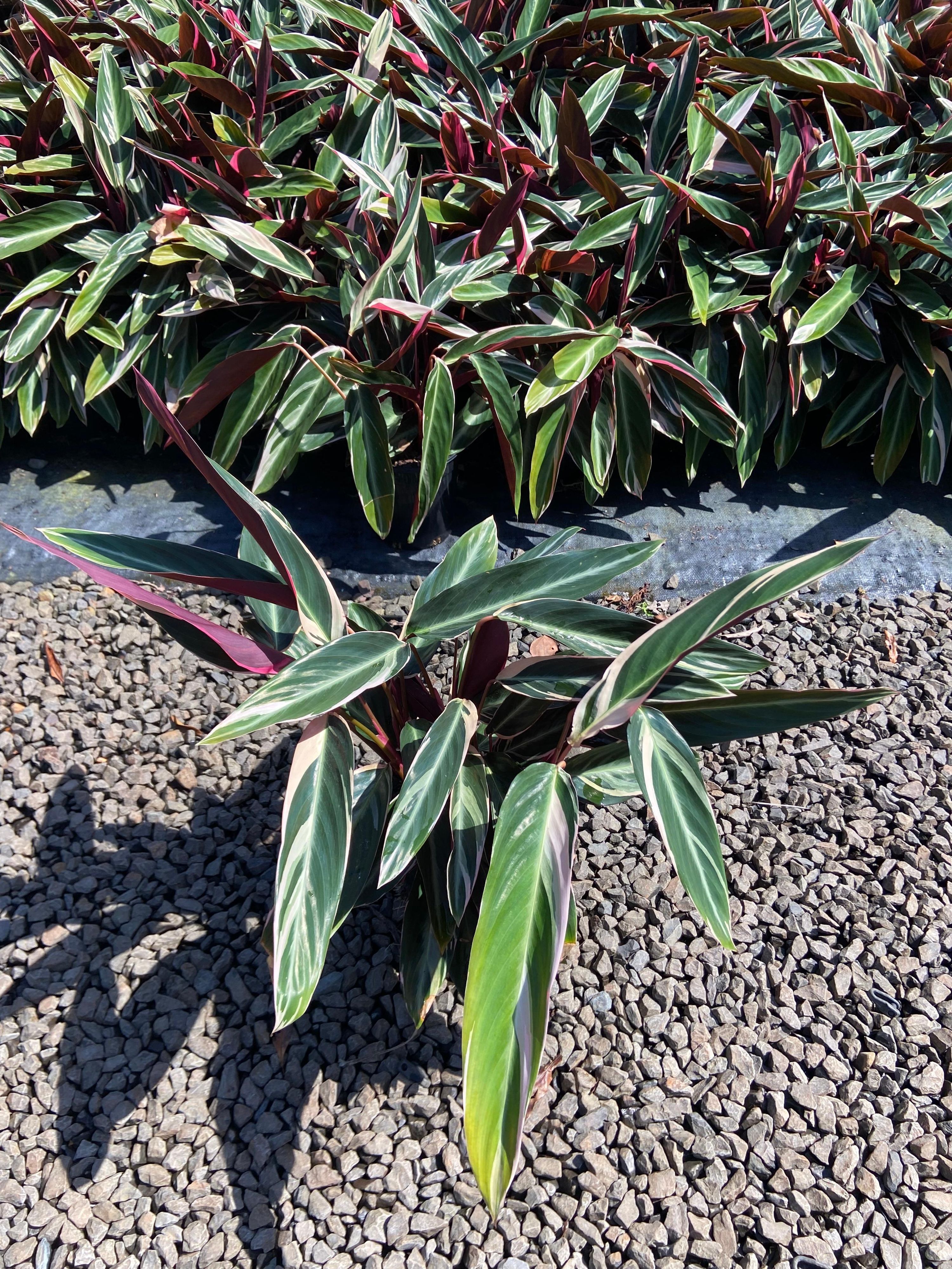 Stromanthe sanguinea Tricolour grown at the nursery