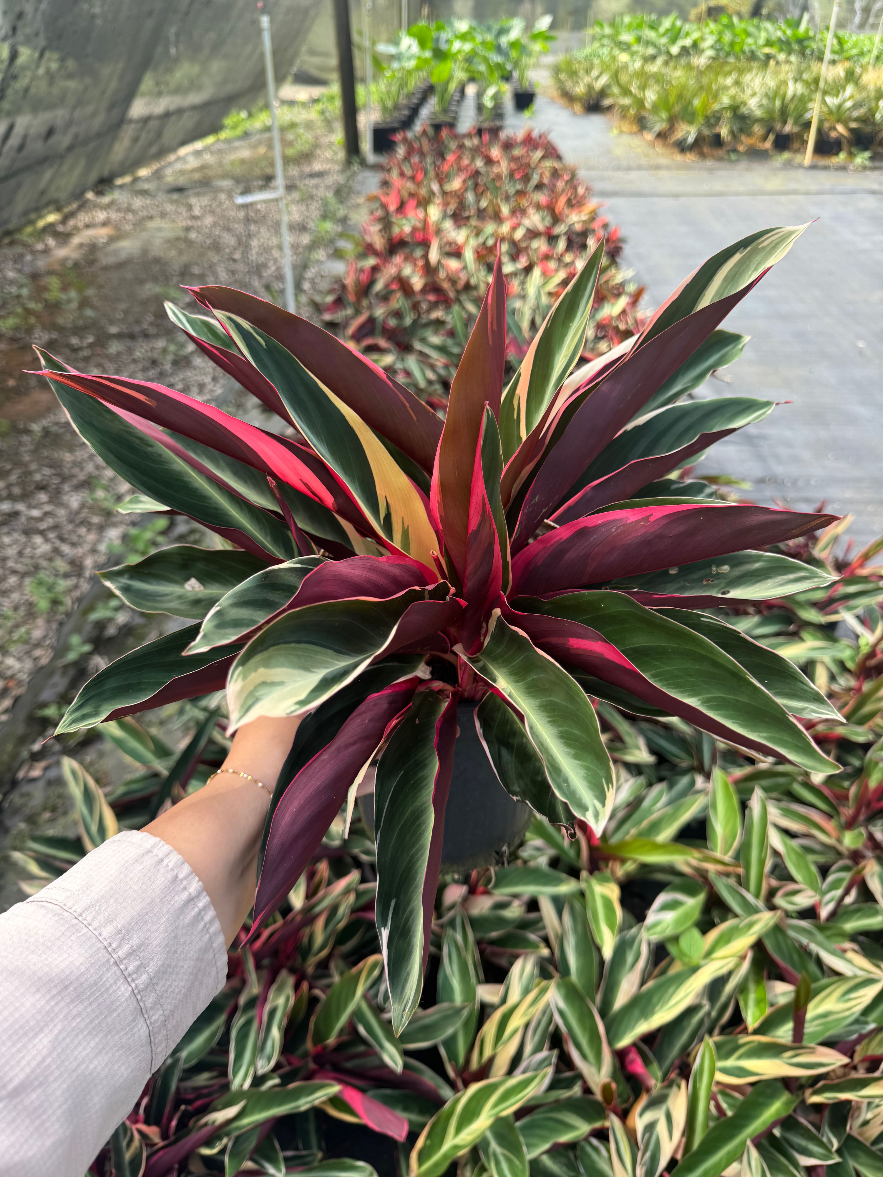 Stromanthe sanguinea Tricolour, photo 2