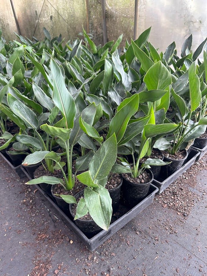 Strelitzia reginae, photo 4