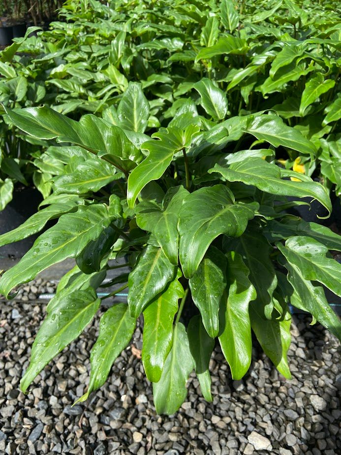 Philodendron xanadu, photo 5