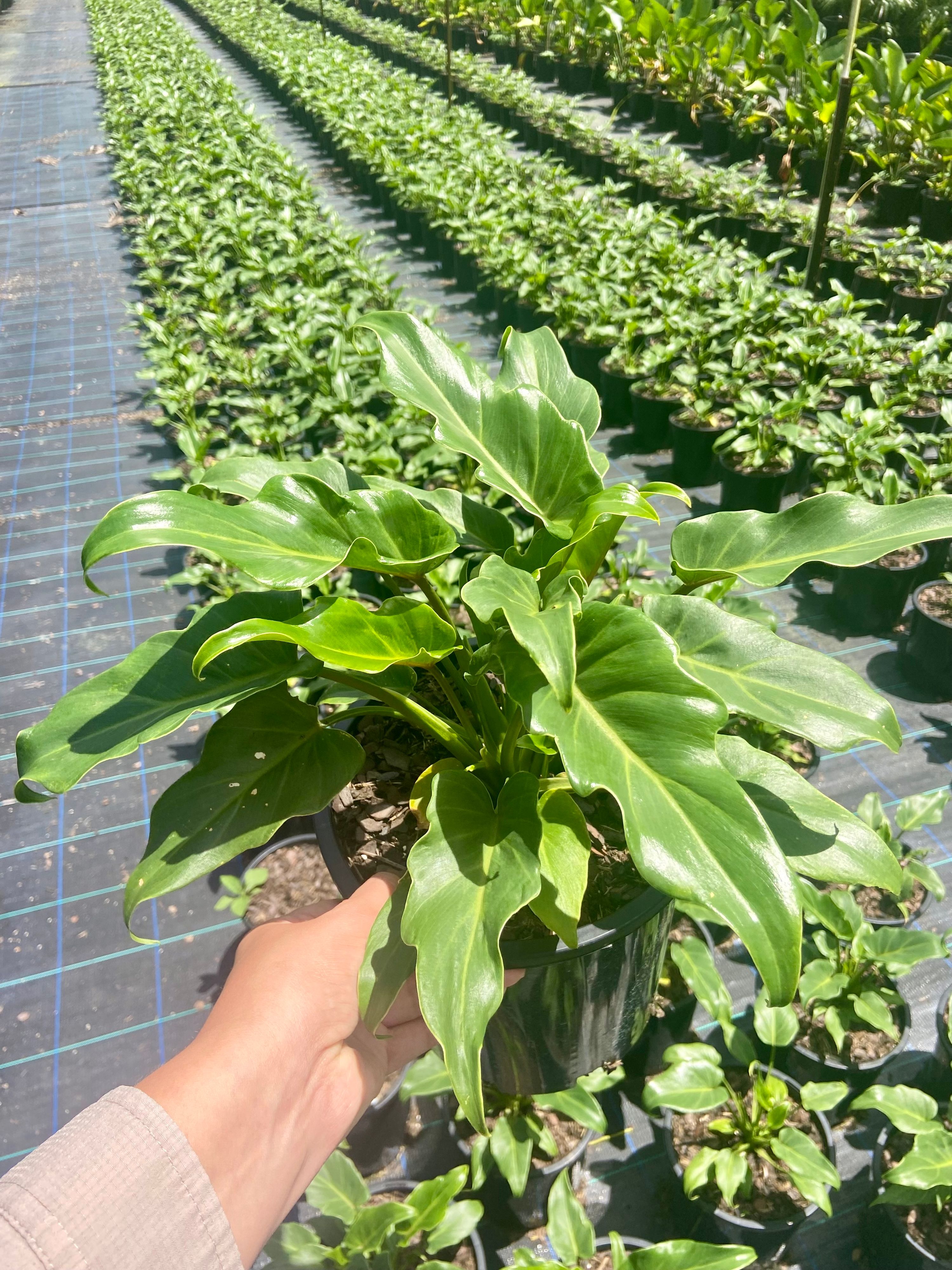Philodendron xanadu, photo 6