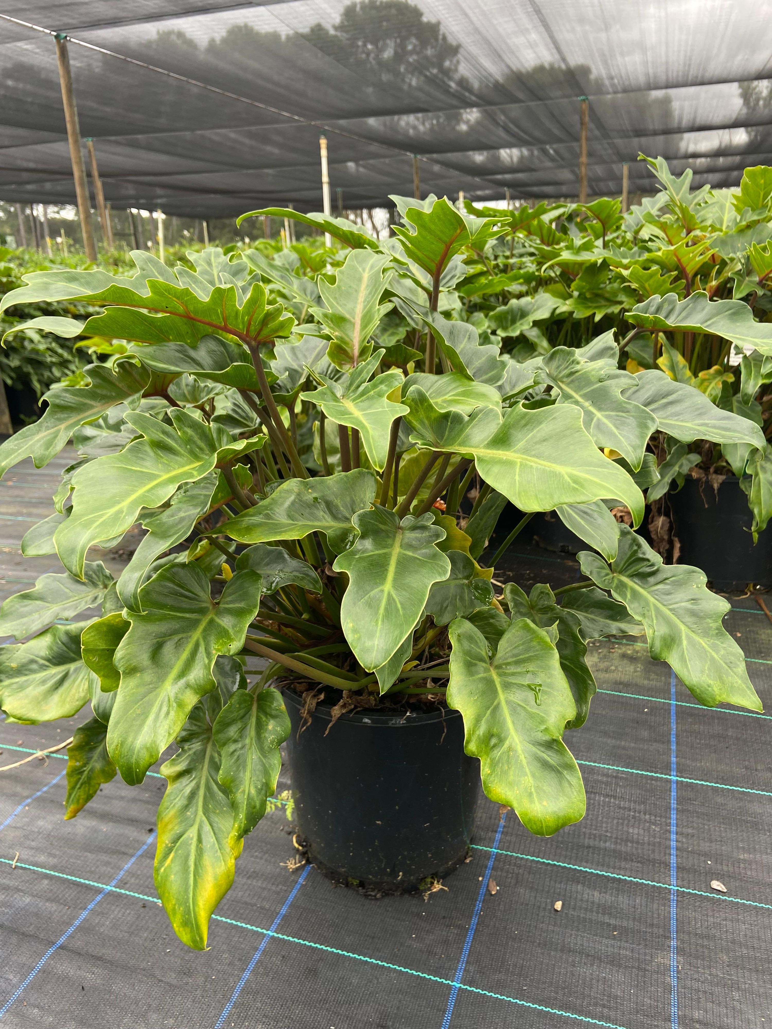 Philodendron xanadu, photo 7
