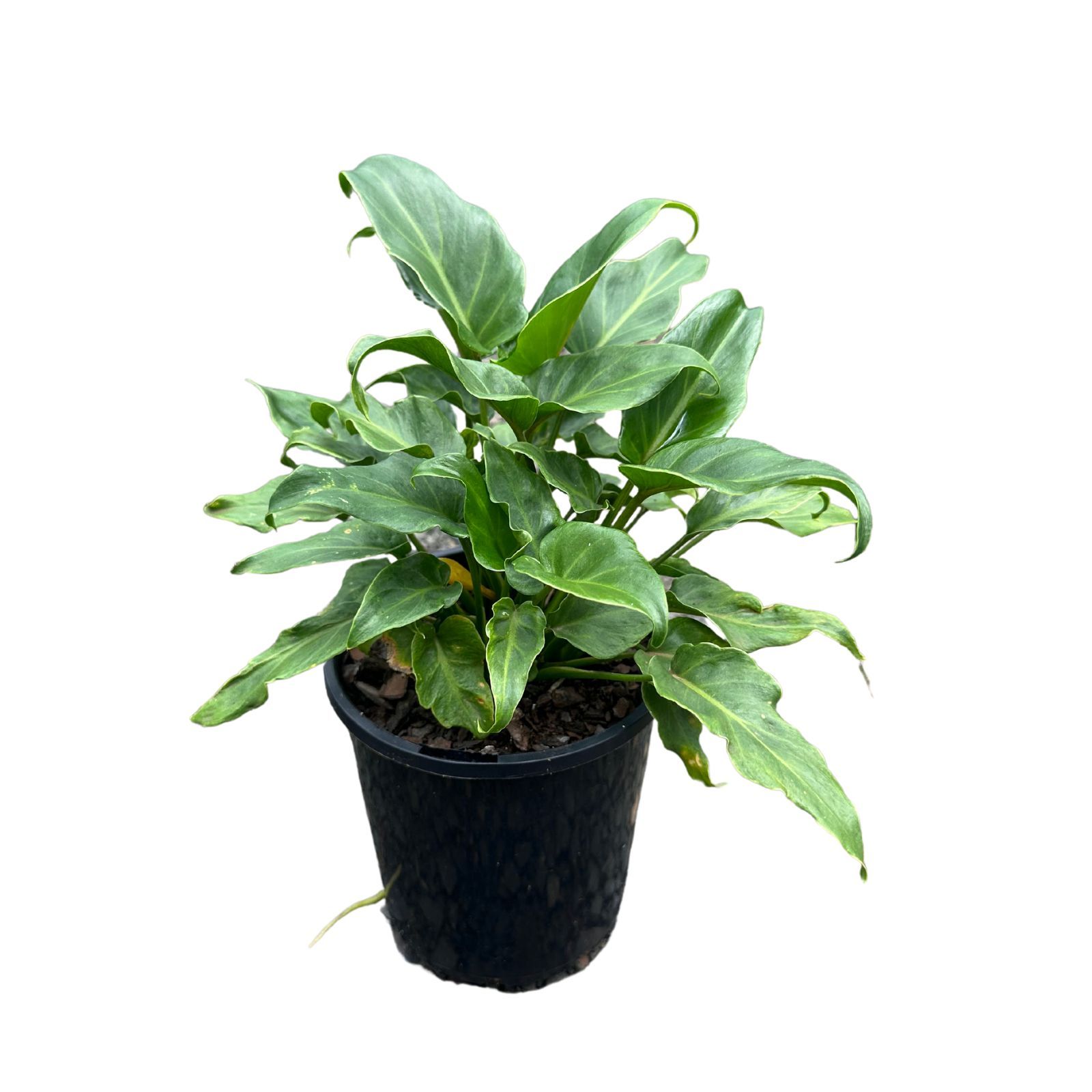 Philodendron xanadu, photo 4