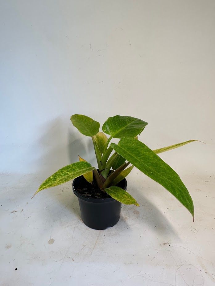 Philodendron Painted Lady grown at the nursery