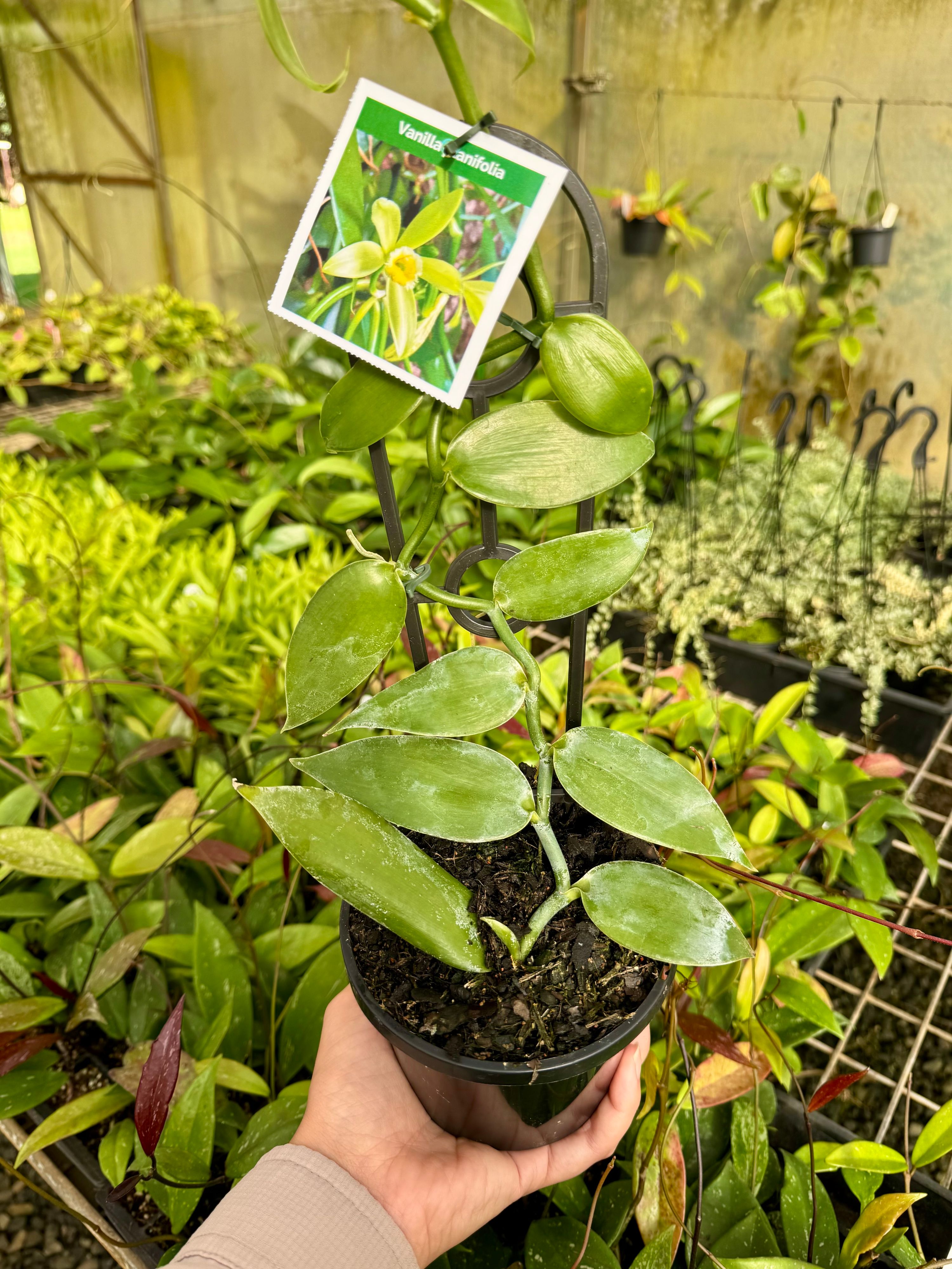 Vanilla planifolia grown at the nursery