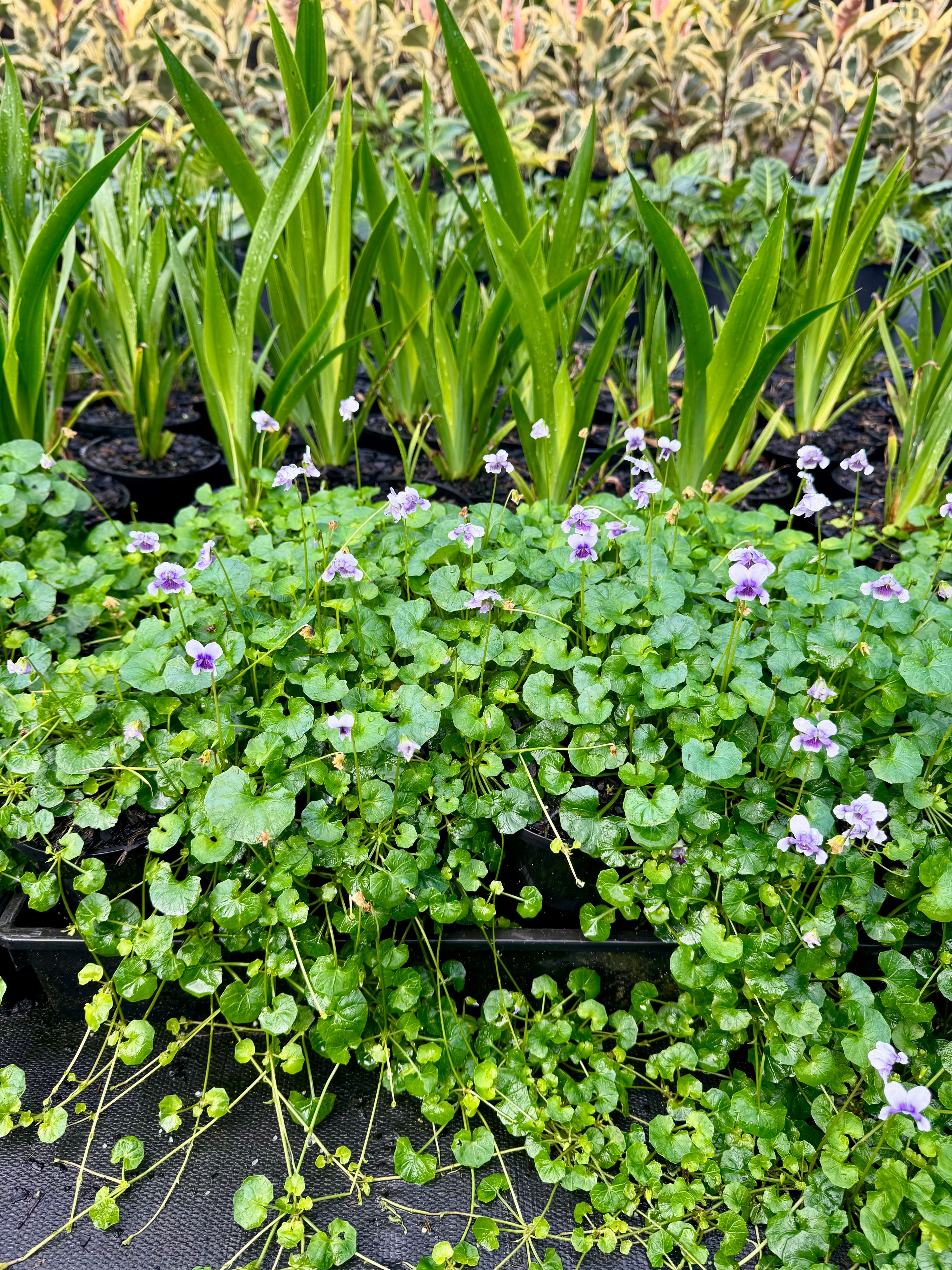 Viola hederacea grown at the nursery