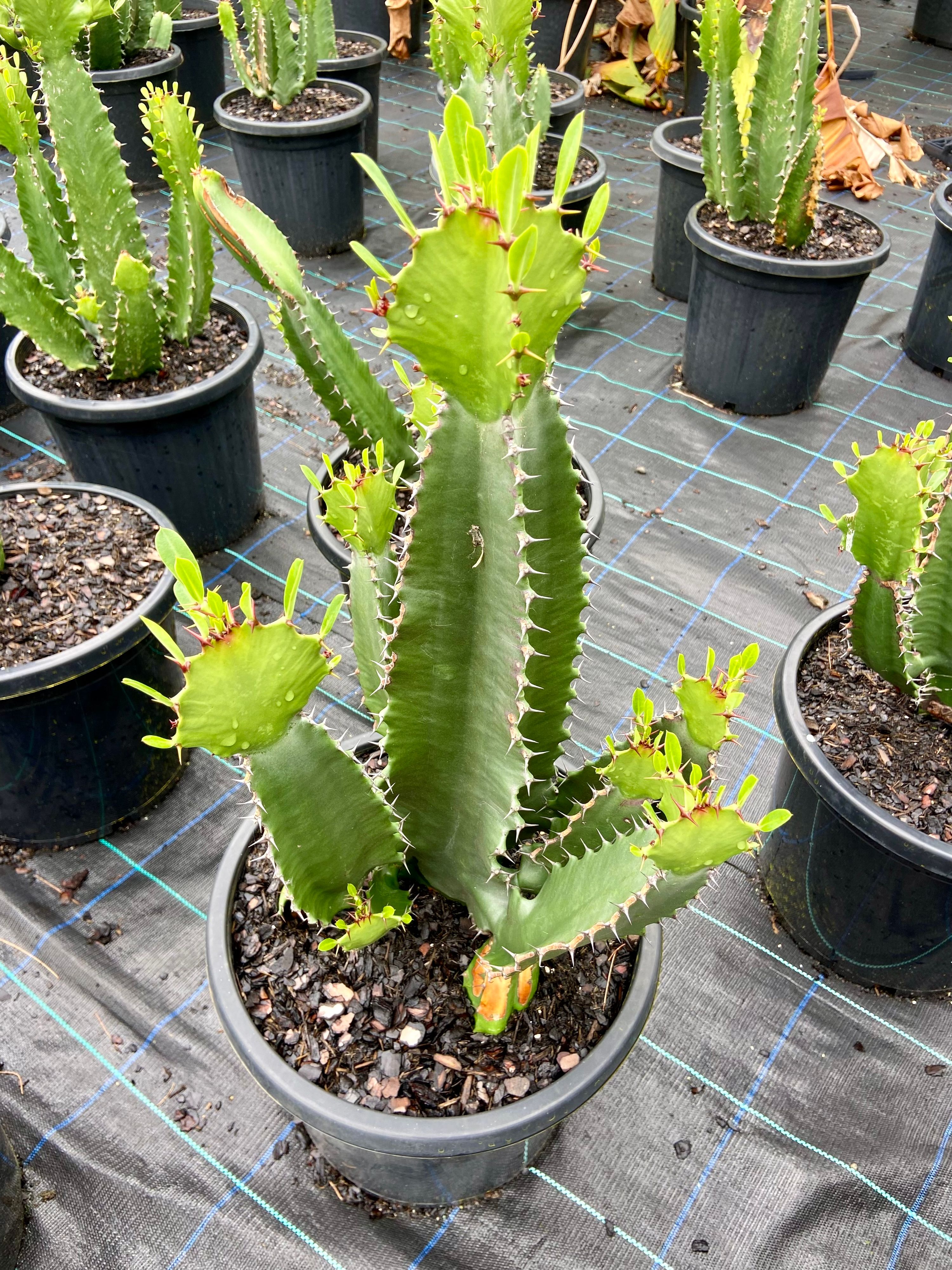 Euphorbia ingens, photo 5