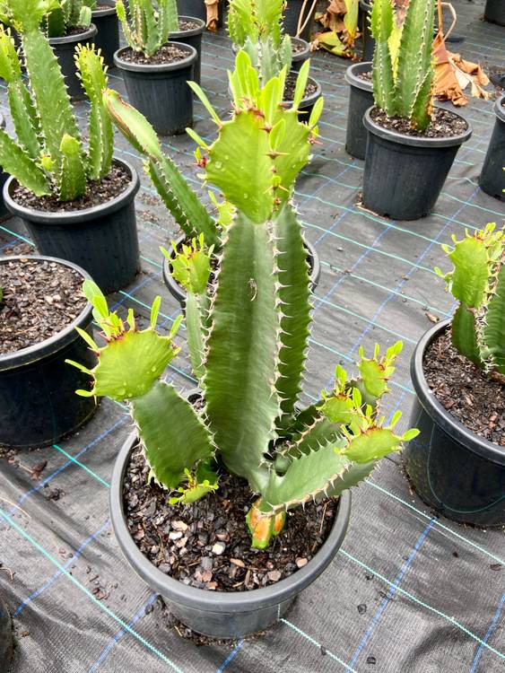 Euphorbia ingens, photo 5