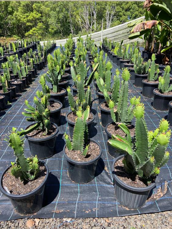 Euphorbia ingens, photo 6