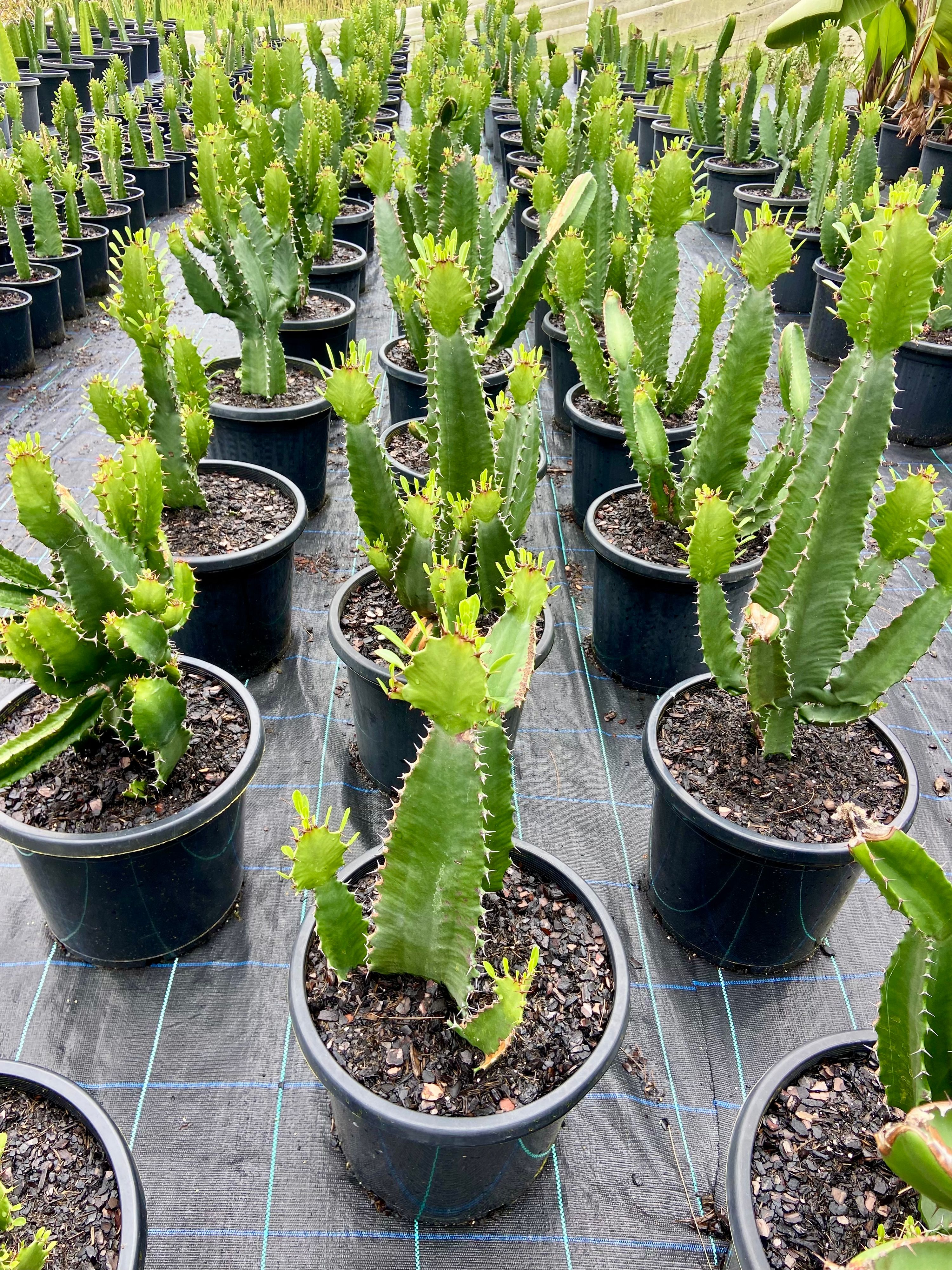 Euphorbia ingens, photo 8