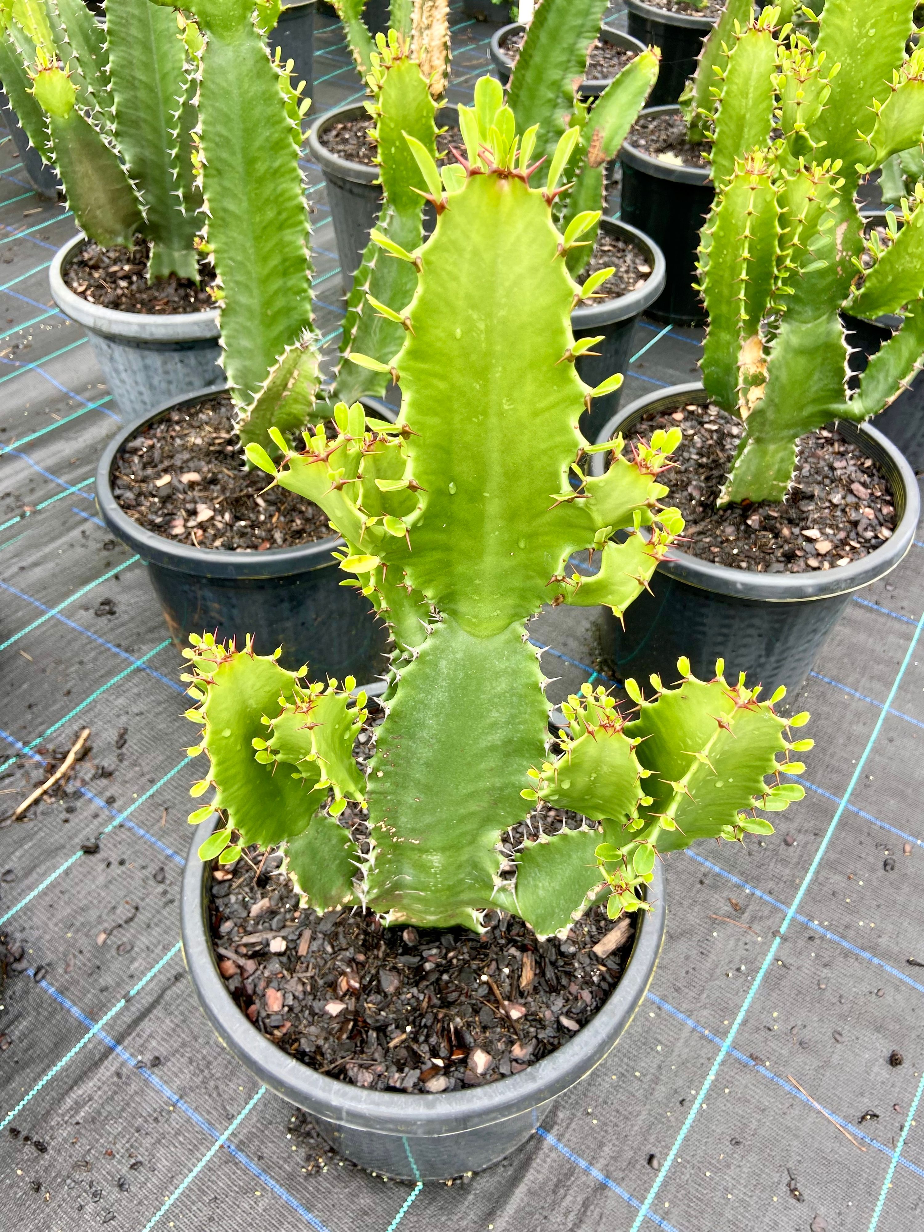 Euphorbia ingens, photo 6