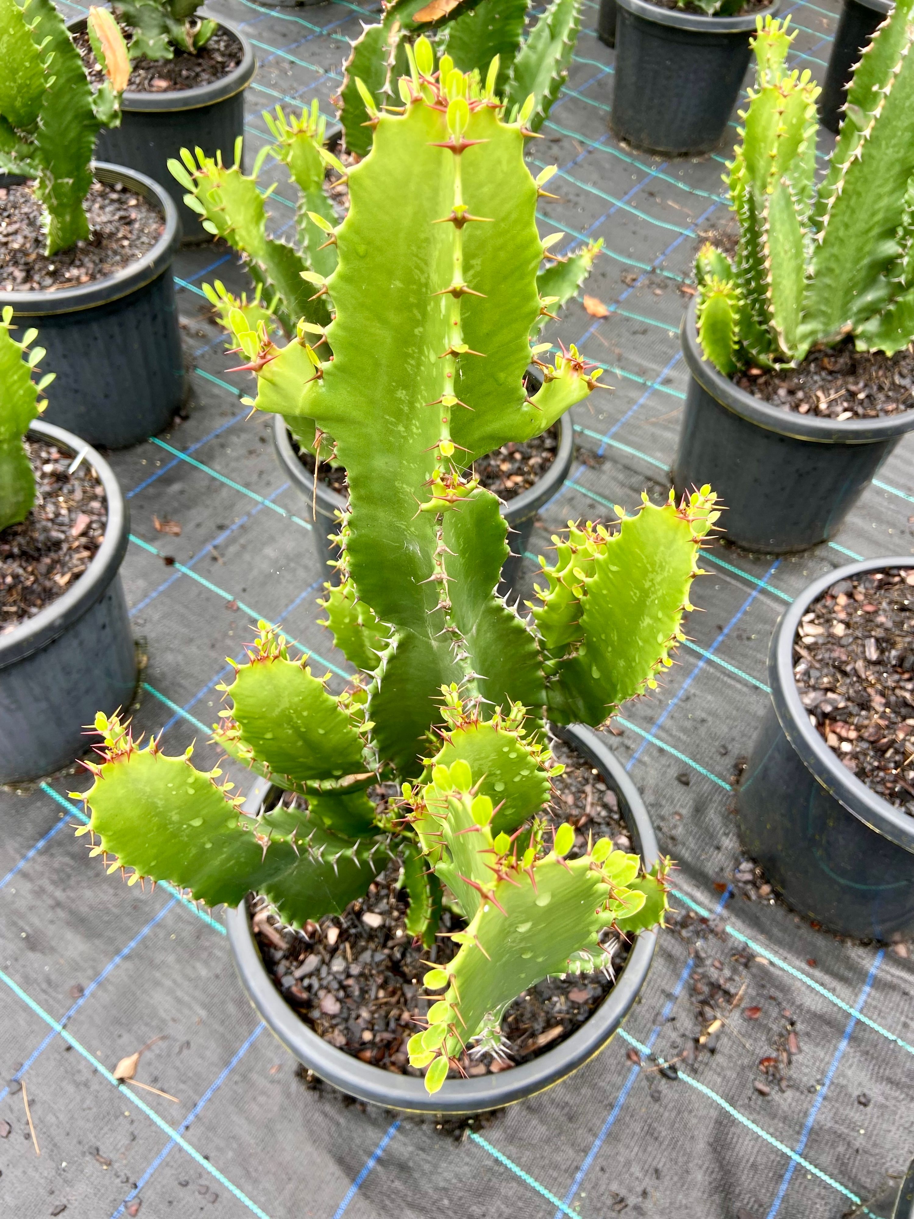 Euphorbia ingens, photo 7