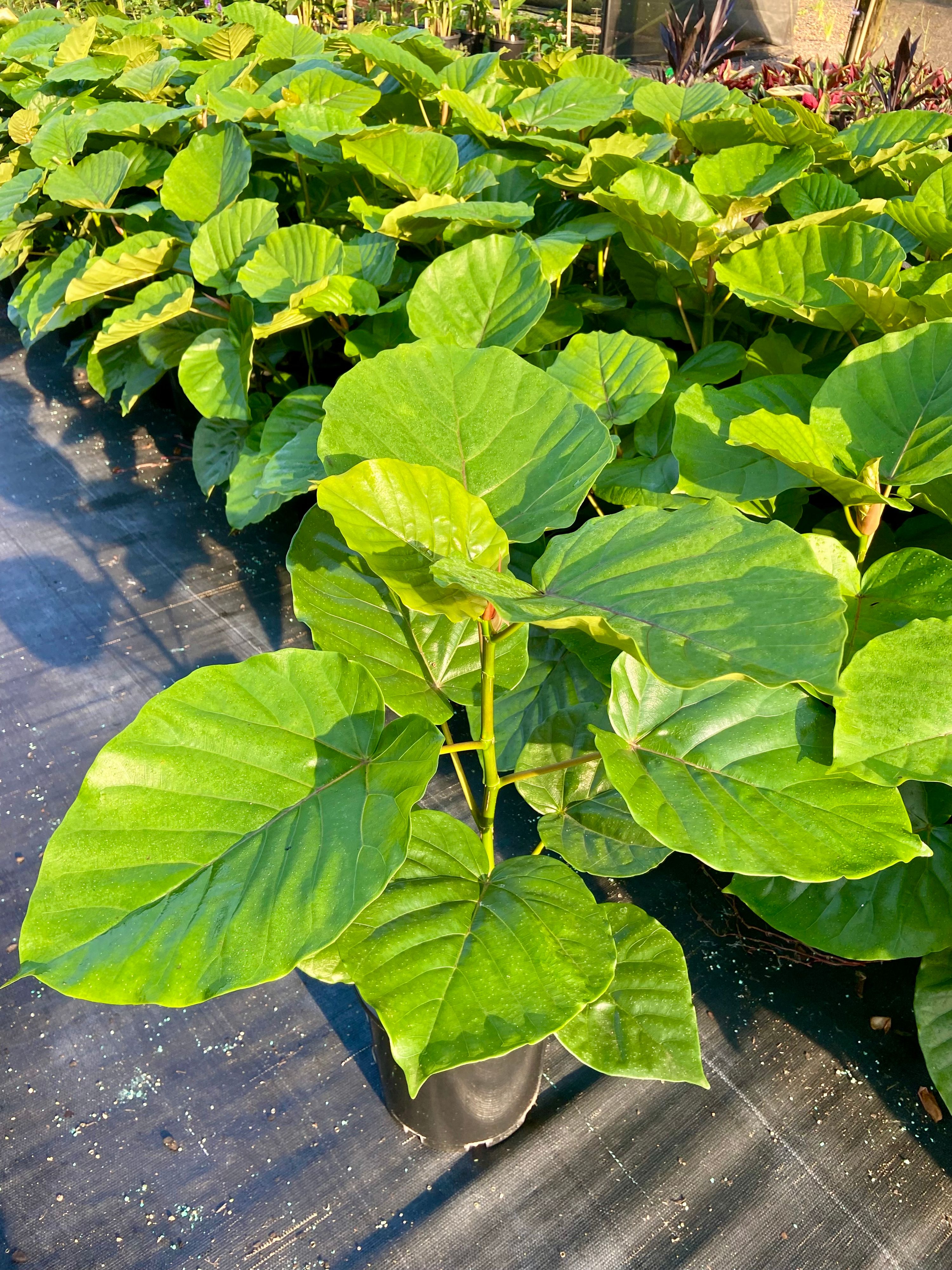 Ficus umbellata grown at the nursery