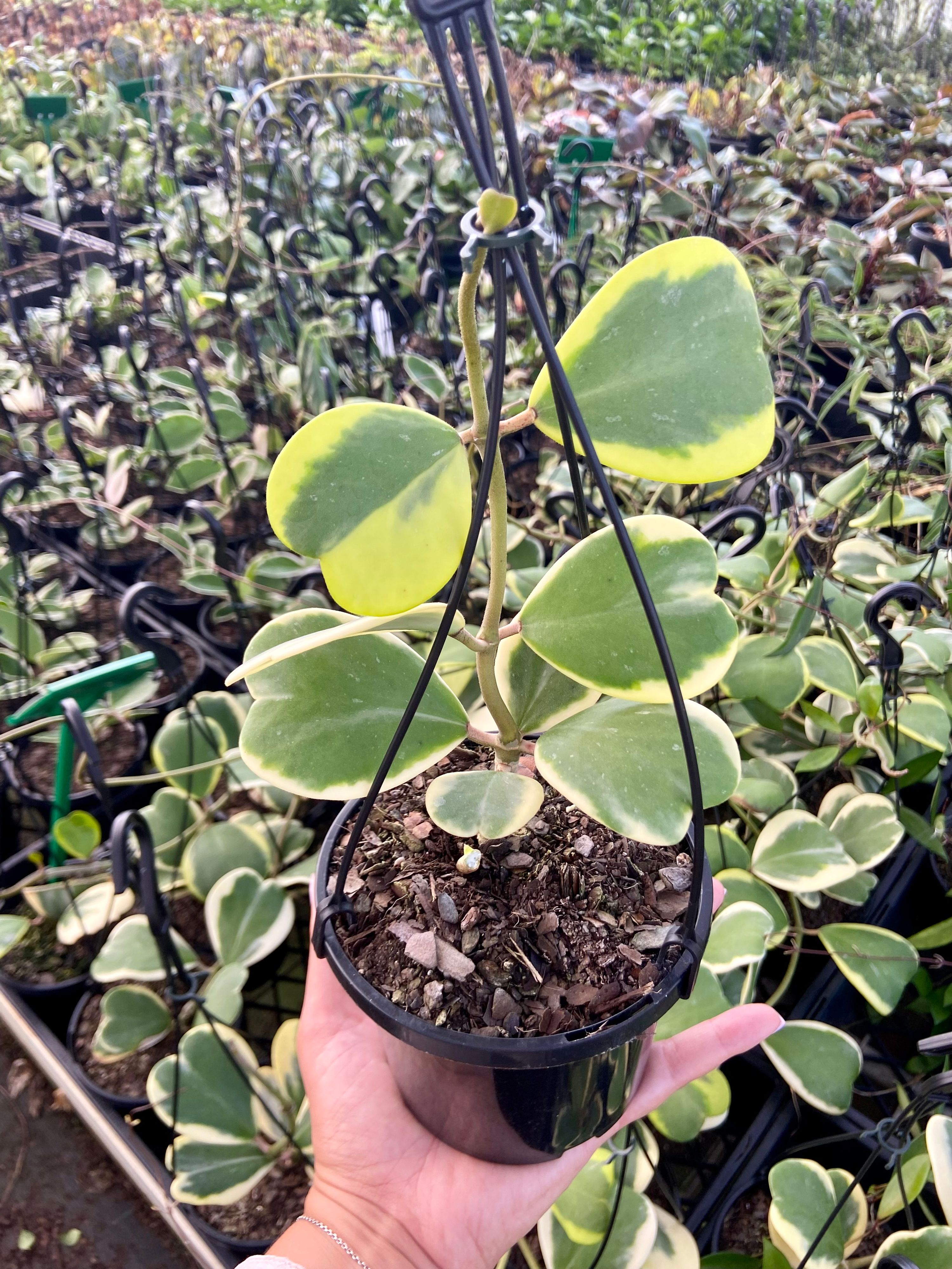 Hoya kerrii albomarginata grown at the nursery