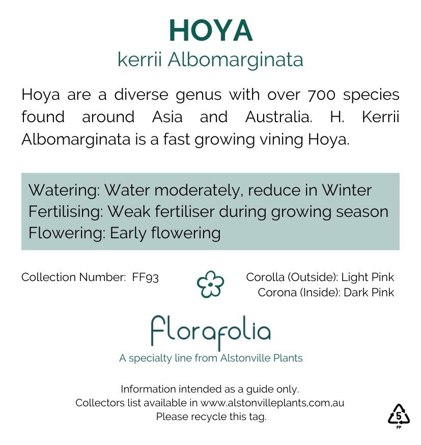 Hoya kerrii albomarginata, photo 2
