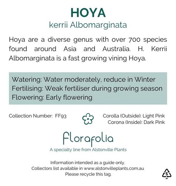 Hoya kerrii albomarginata, photo 2